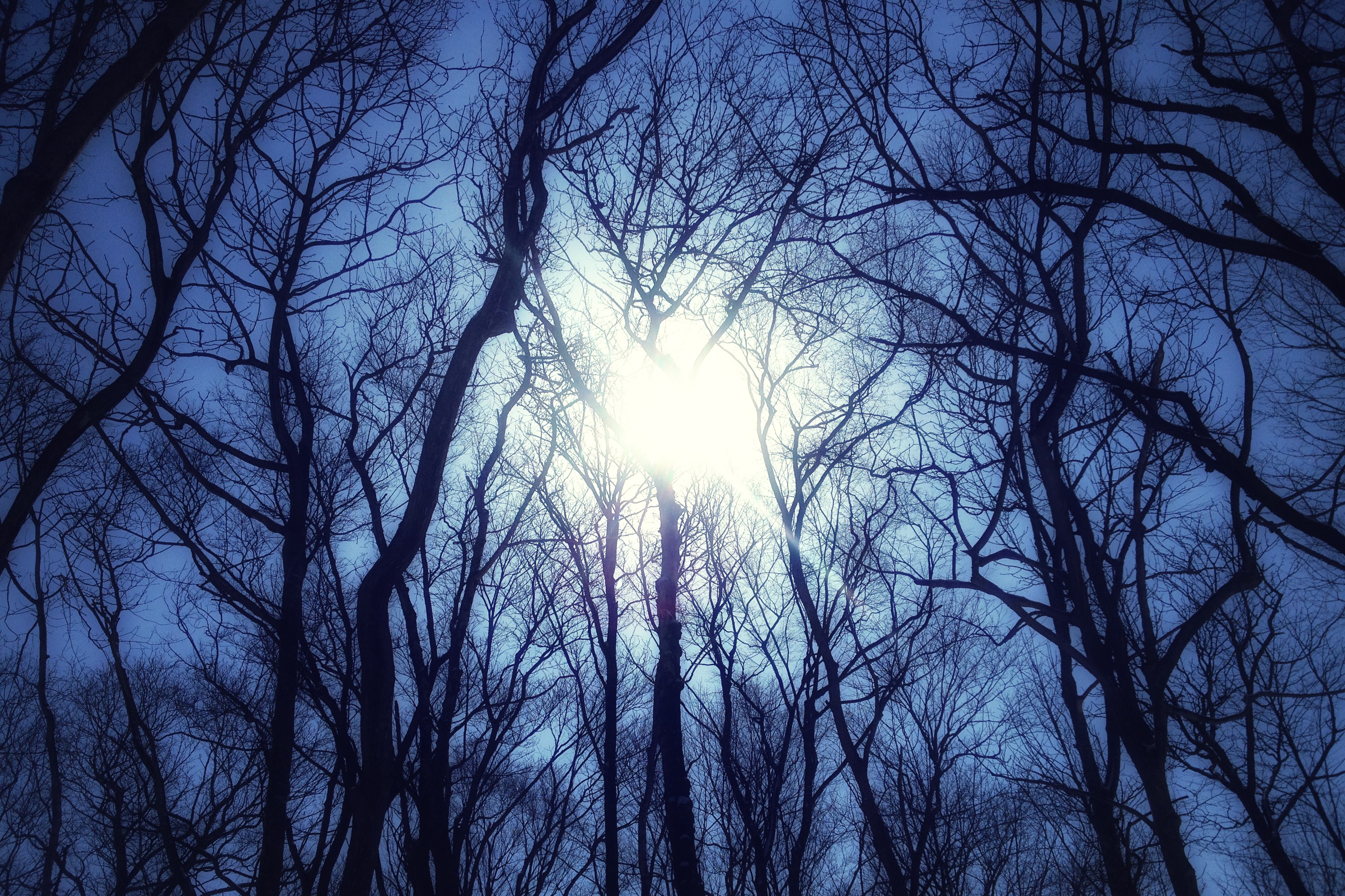 Bare tree branches against a bright sky HD Wallpaper