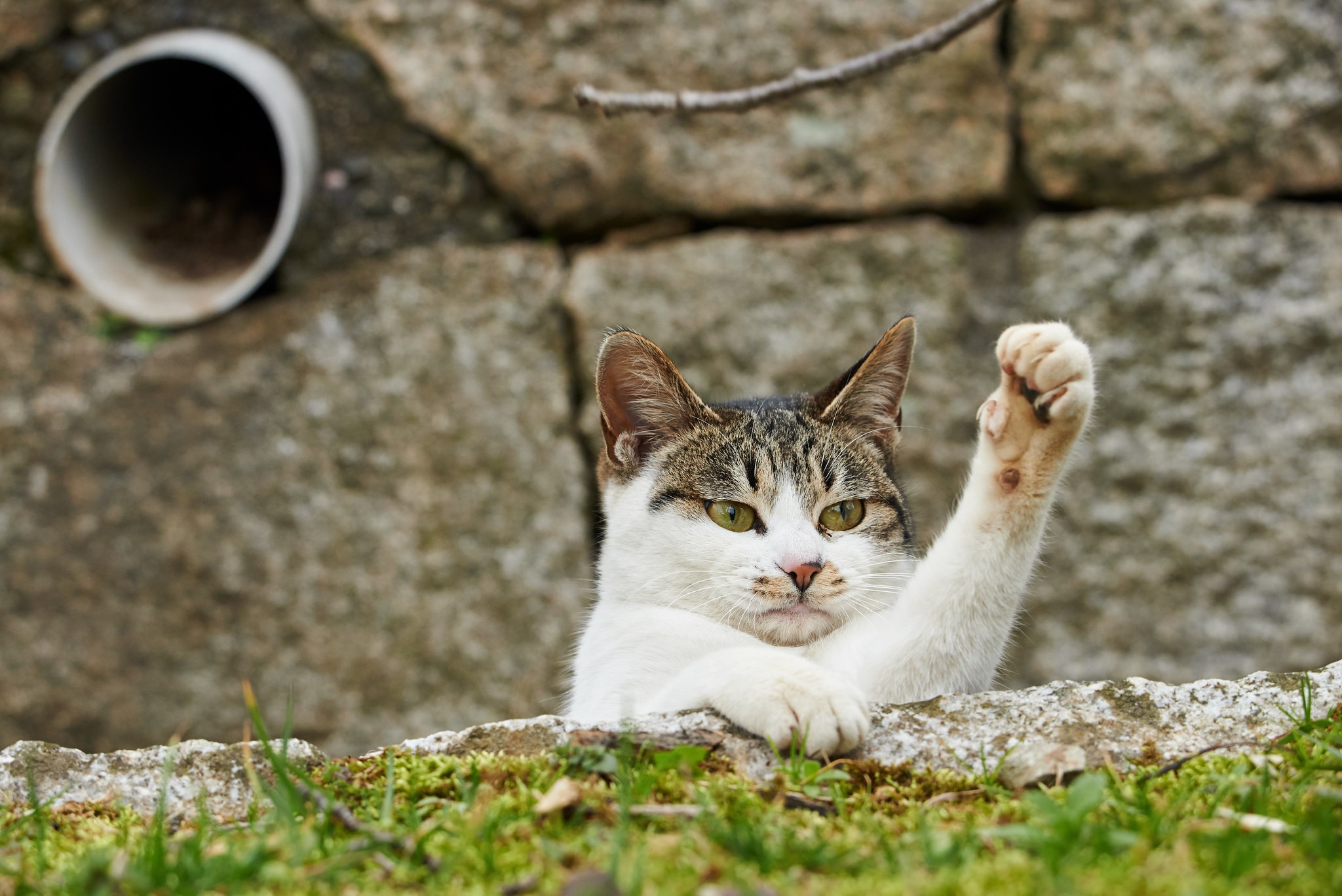Cat raising its paw near a stone wall HD Wallpaper