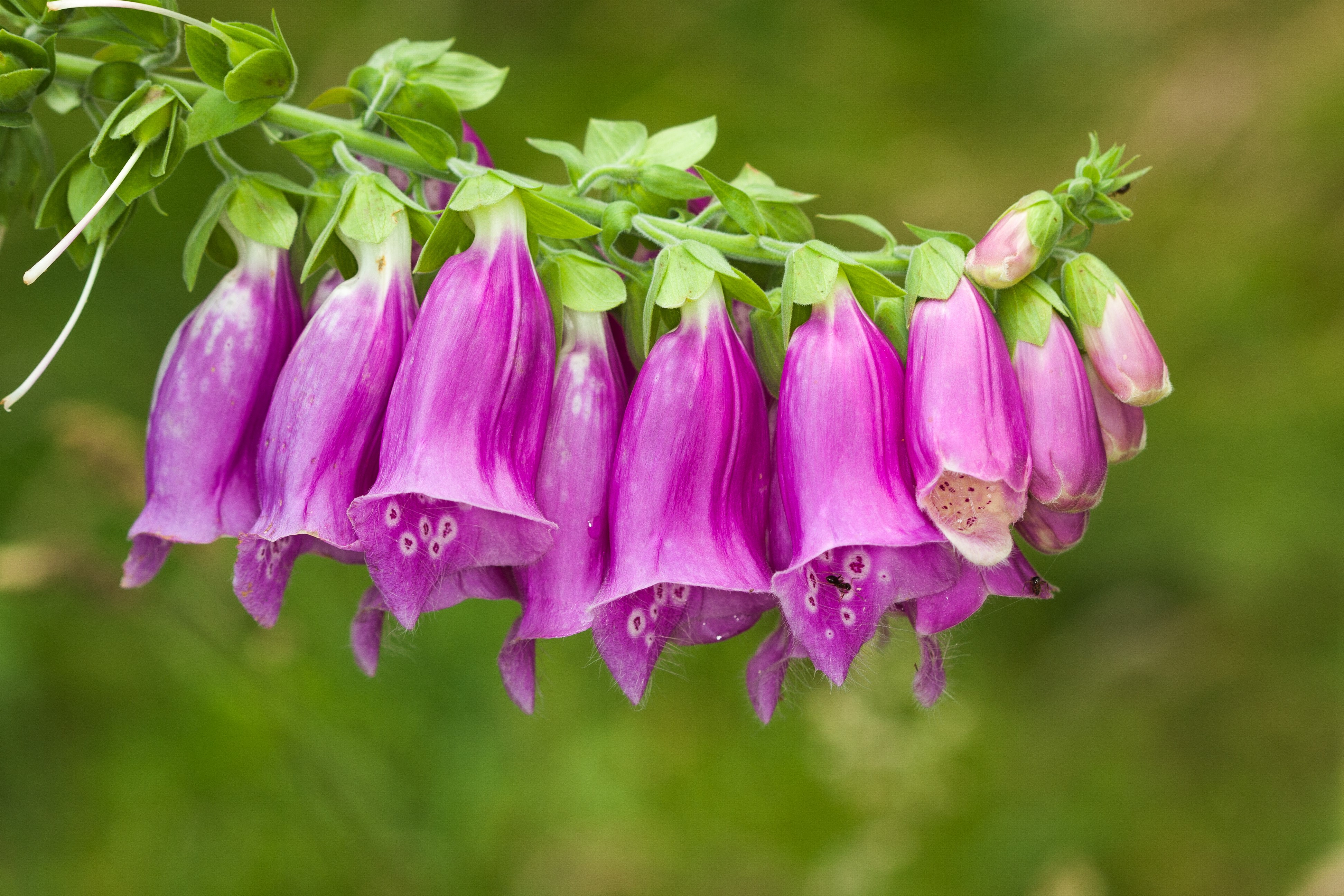 Purple Foxglove Flowers on a Stem HD Wallpaper