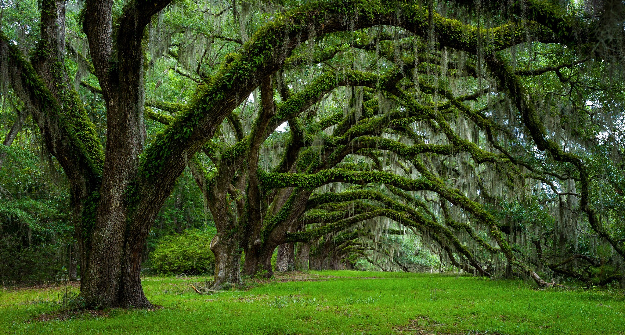 Oak trees with Spanish moss in Charleston, South Carolina HD Wallpaper