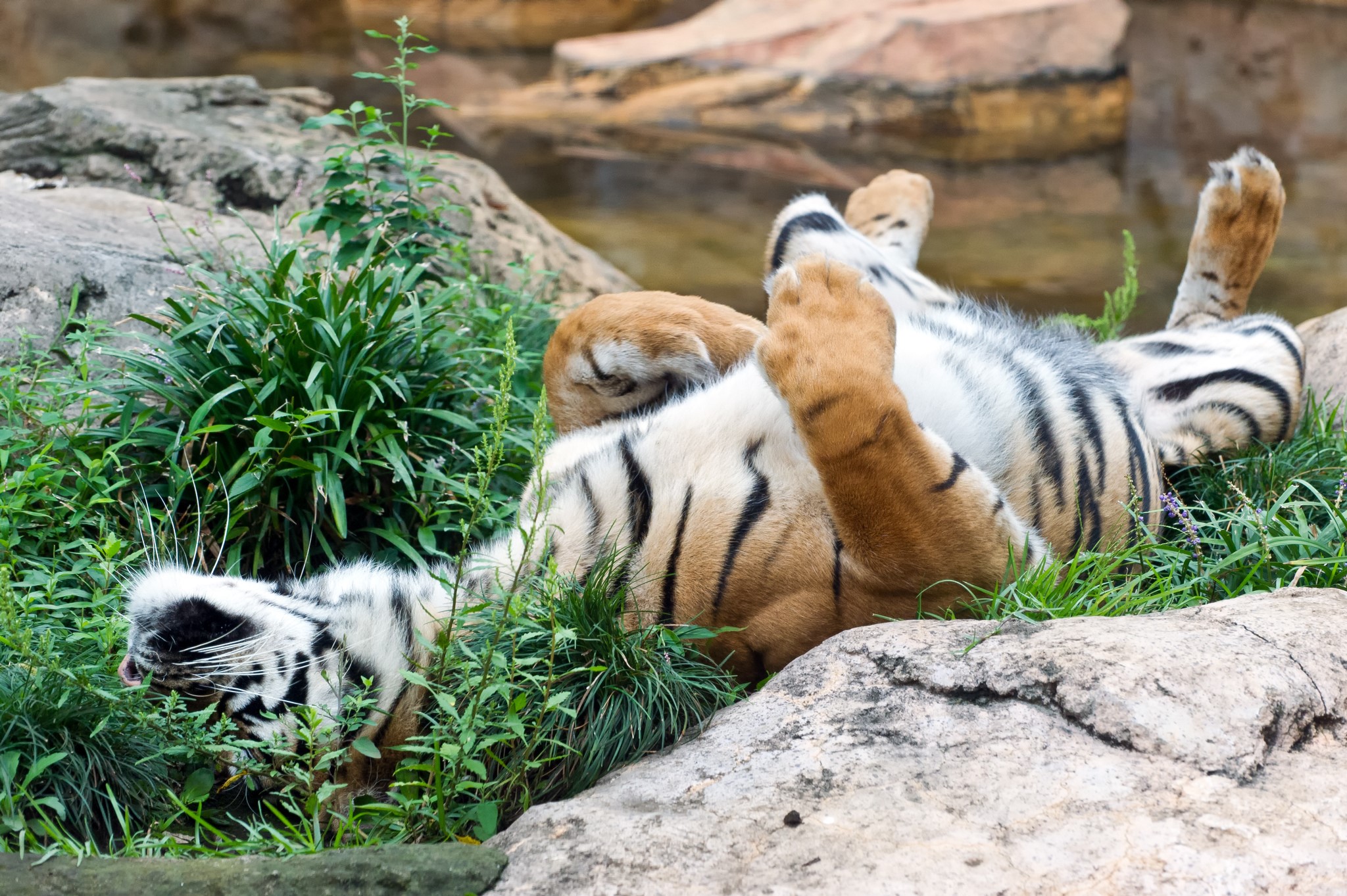 Tiger lying on its back in grass HD Wallpaper