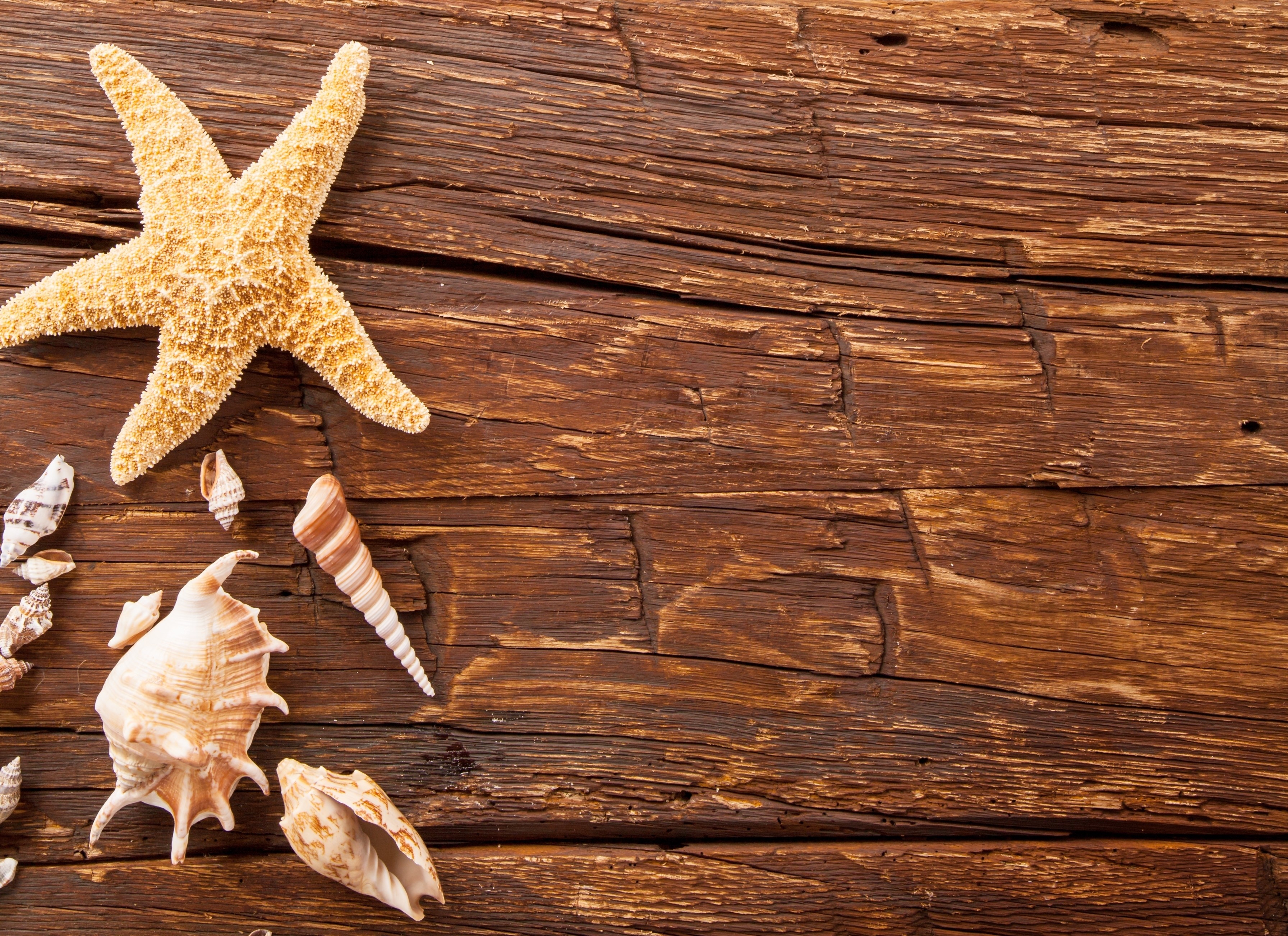 Starfish and seashells on a wooden surface HD Wallpaper