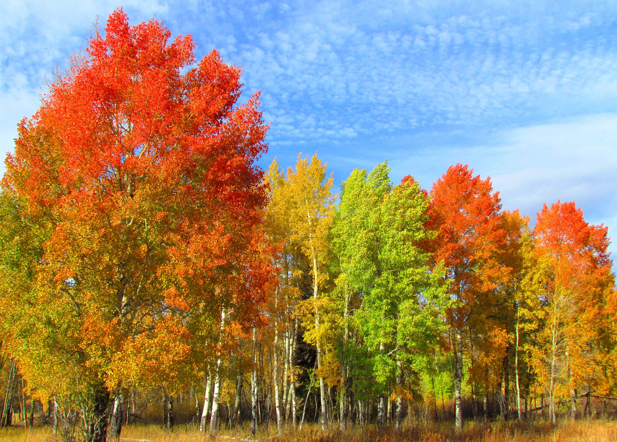 Autumn trees with red, yellow, and green leaves under a blue sky HD Wallpaper