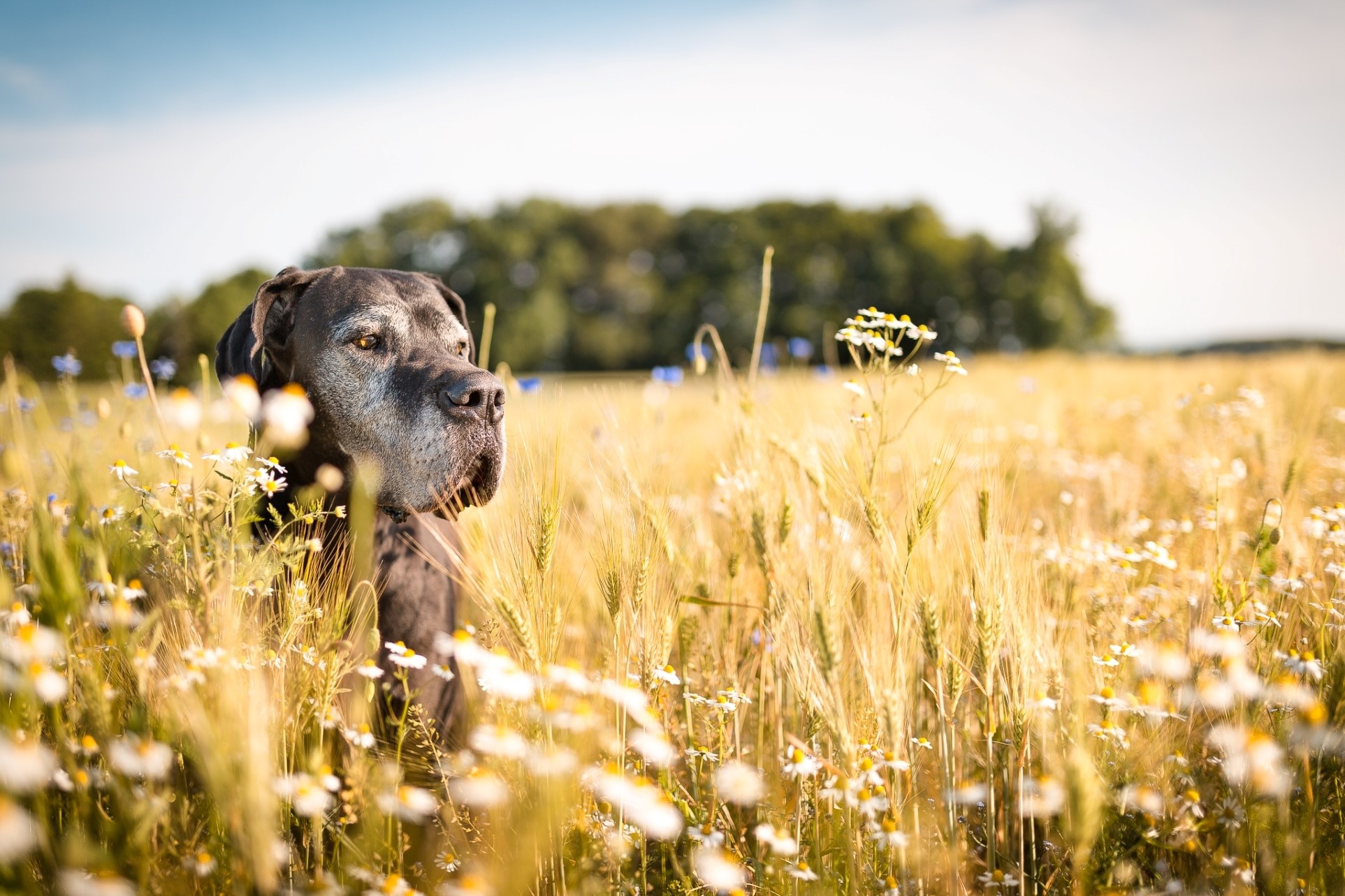 Great Dane dog in a field of flowers and wheat HD Wallpaper