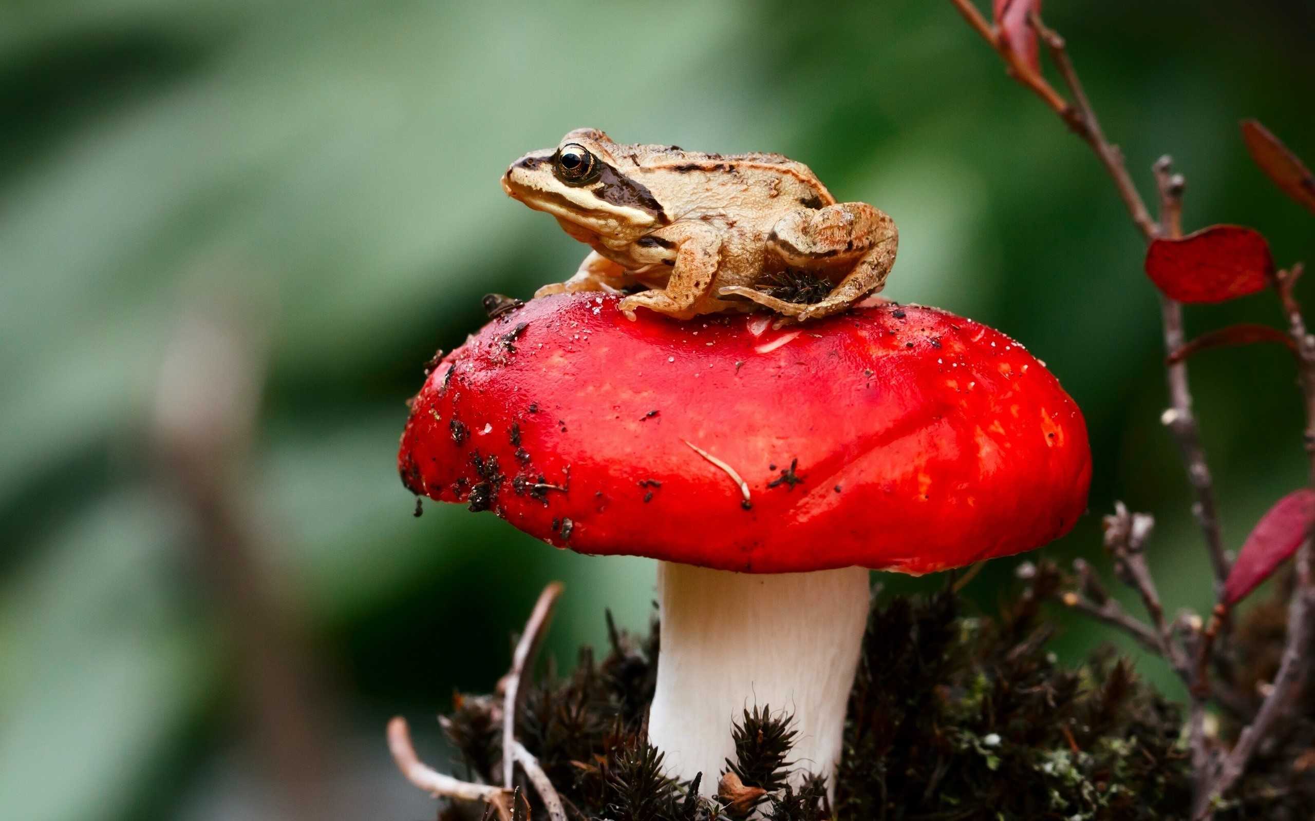 Frog sitting on a red mushroom in nature HD Wallpaper