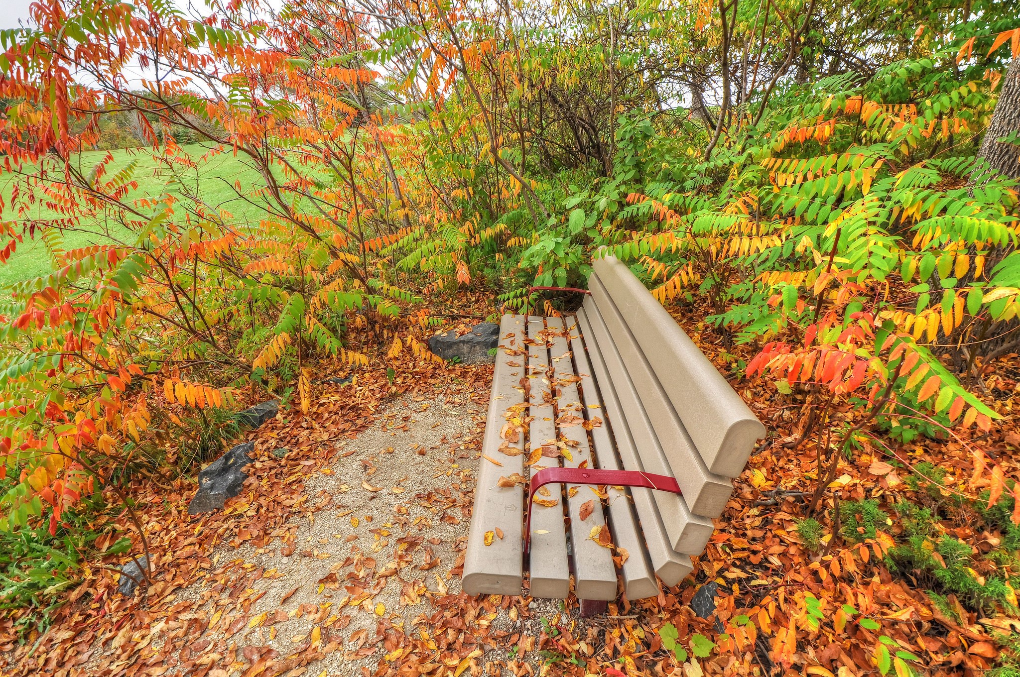 Park bench surrounded by autumn foliage HD Wallpaper