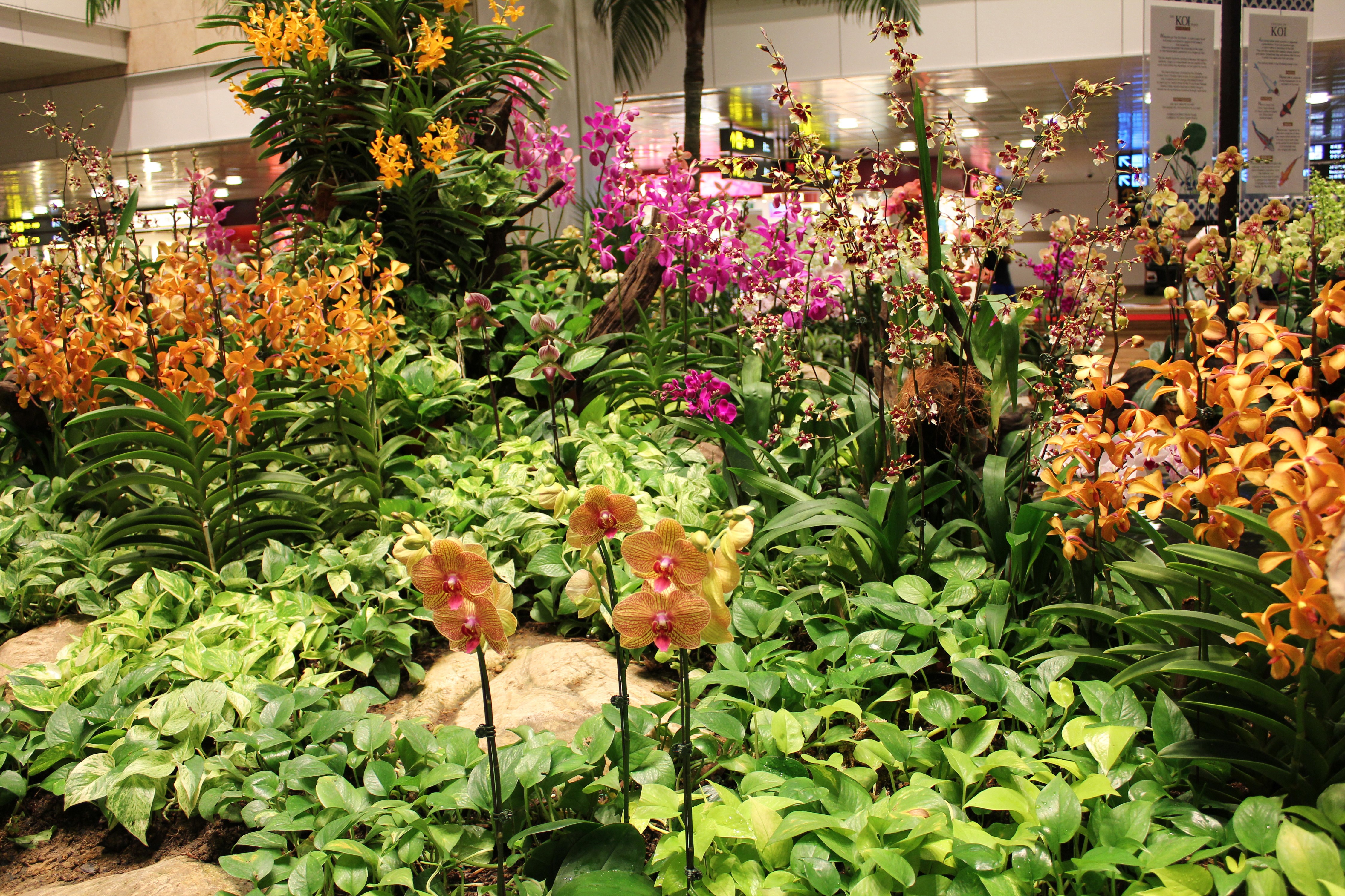 Orchid Garden Display HD Wallpaper