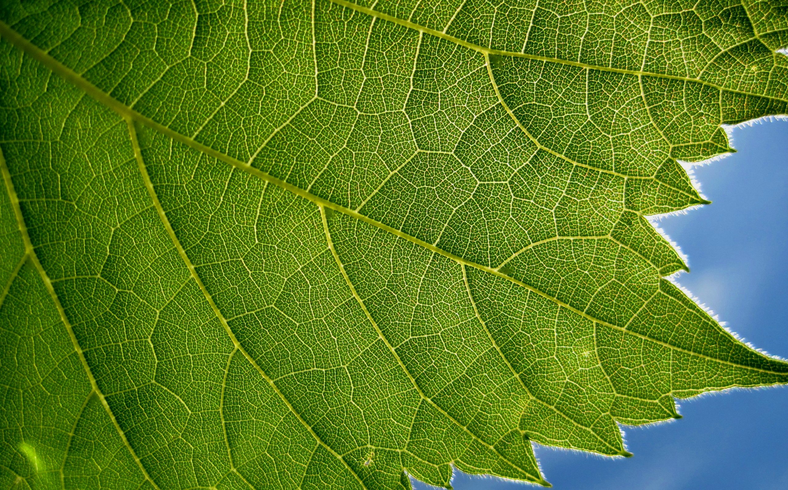 Closeup of a green leaf with veins HD Wallpaper