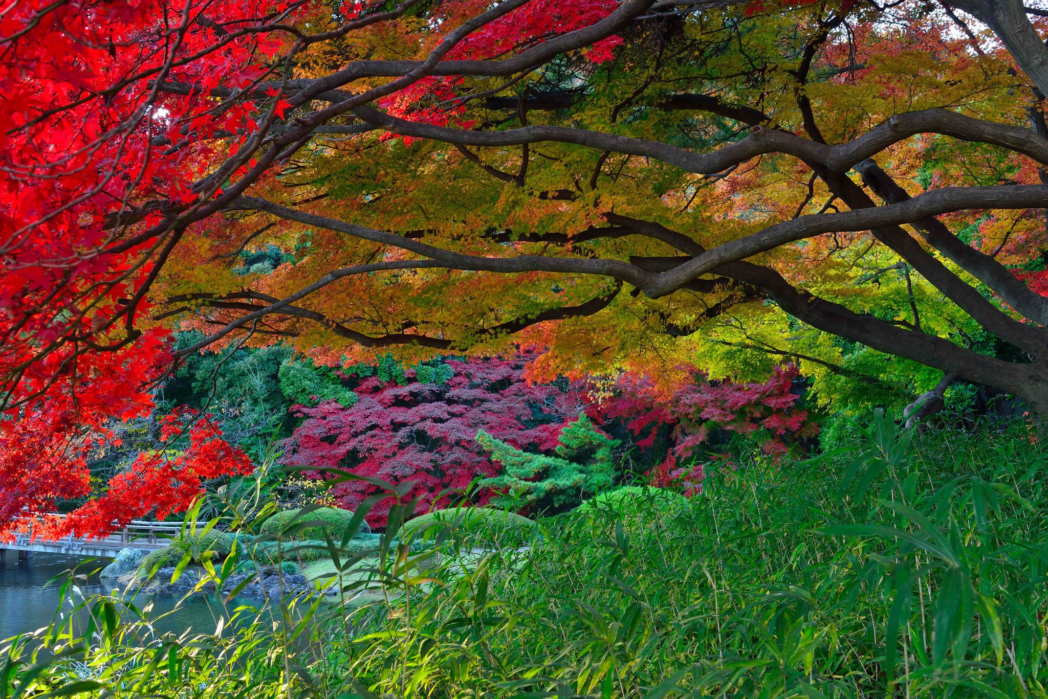 Autumn foliage in a Japanese garden with a pond HD Wallpaper