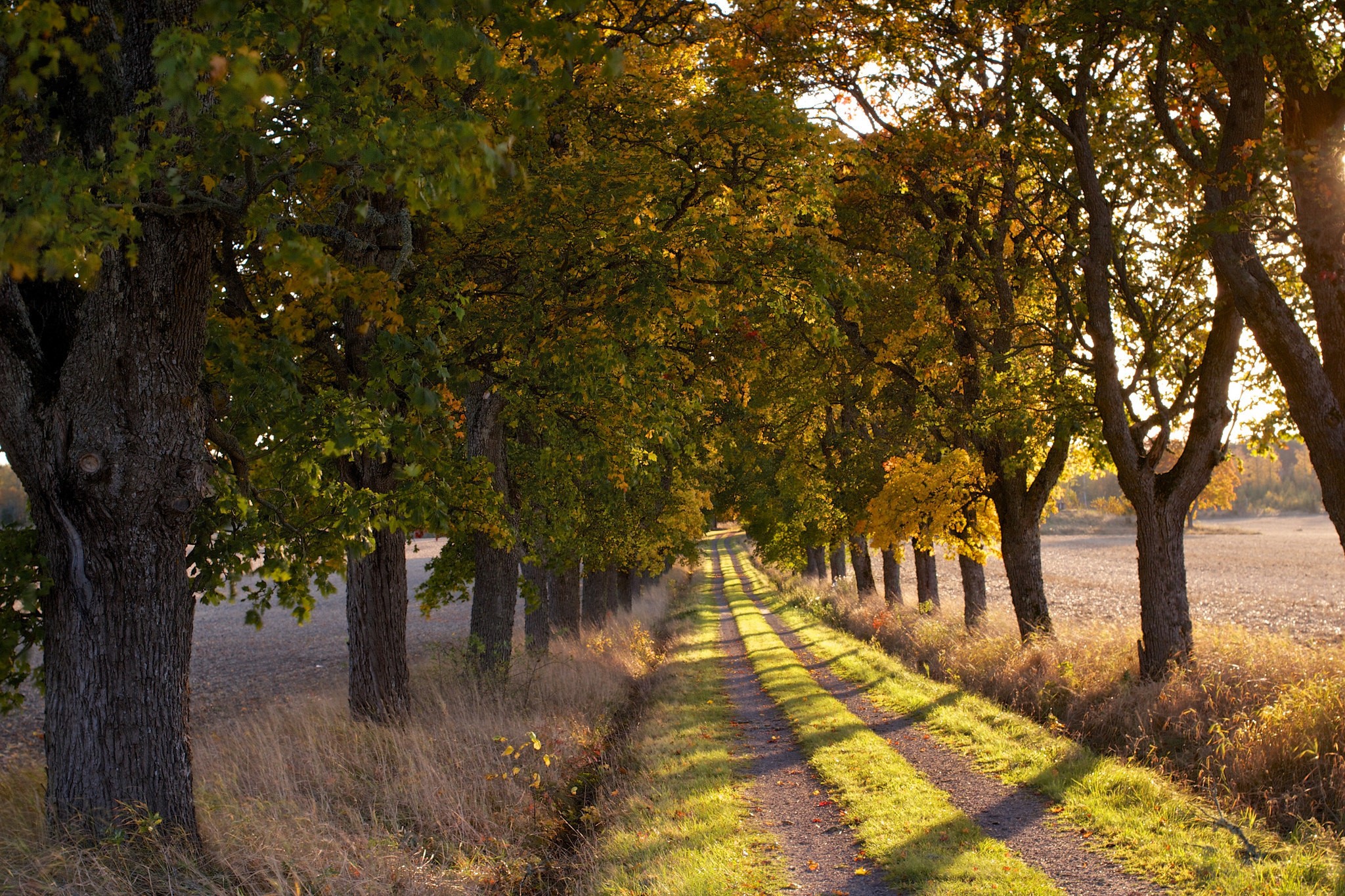 Tree-lined dirt road in autumn with sunlight HD Wallpaper
