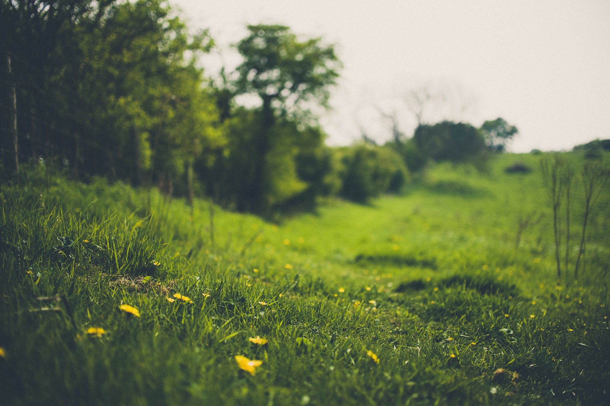 Green grassy hill with yellow flowers and trees HD Wallpaper