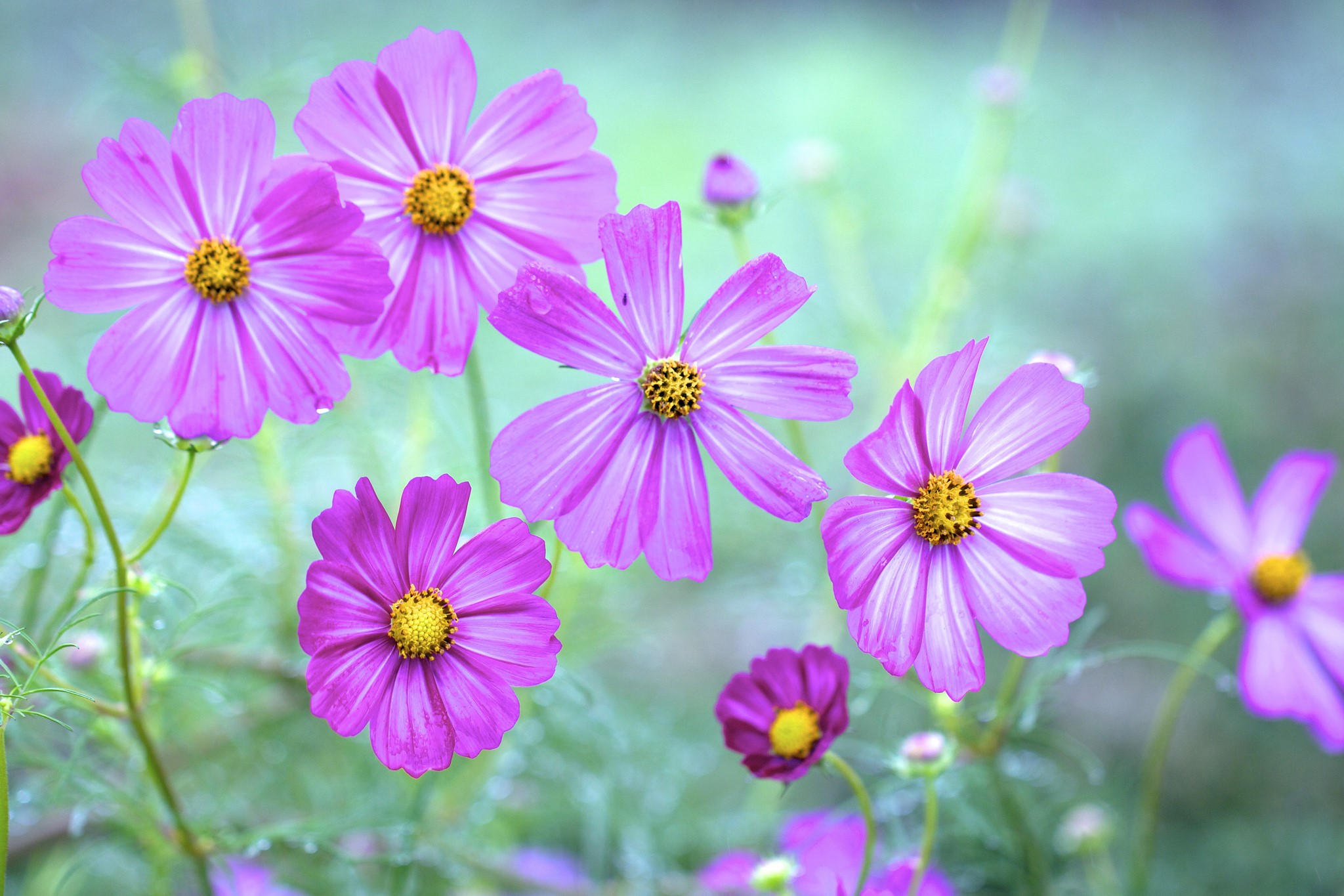 Purple Cosmos flowers with yellow centers HD Wallpaper