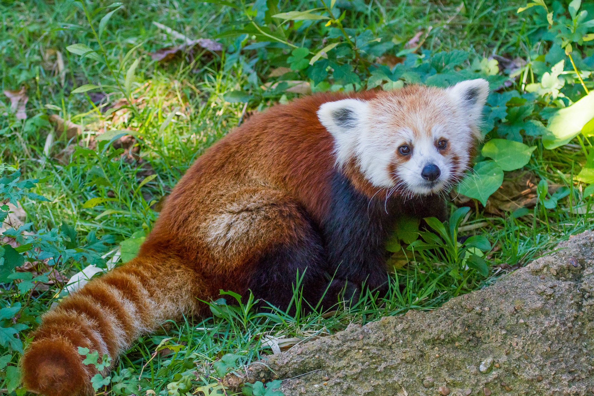 Red panda sitting in grass HD Wallpaper