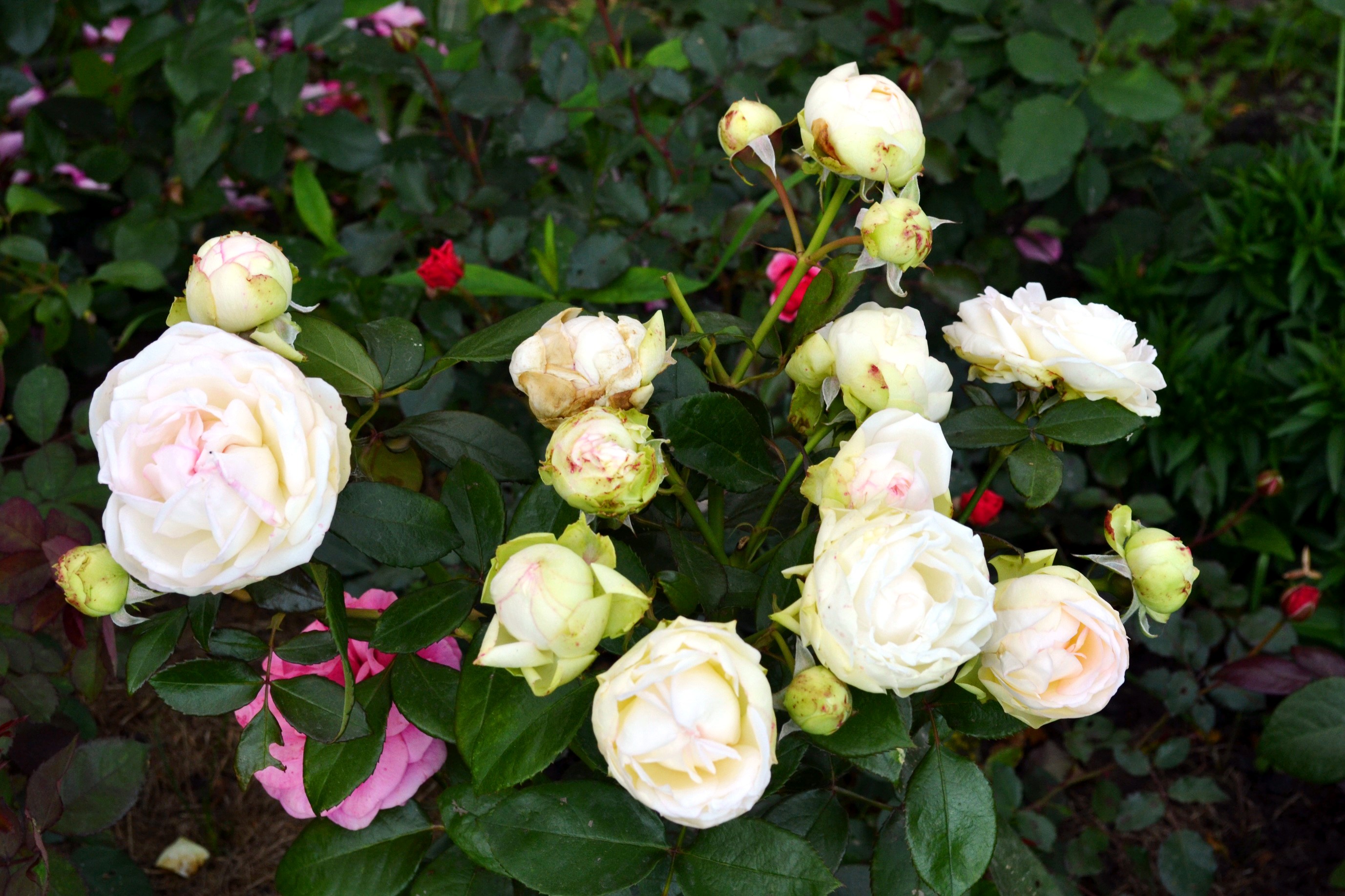 White roses and buds on a bush HD Wallpaper