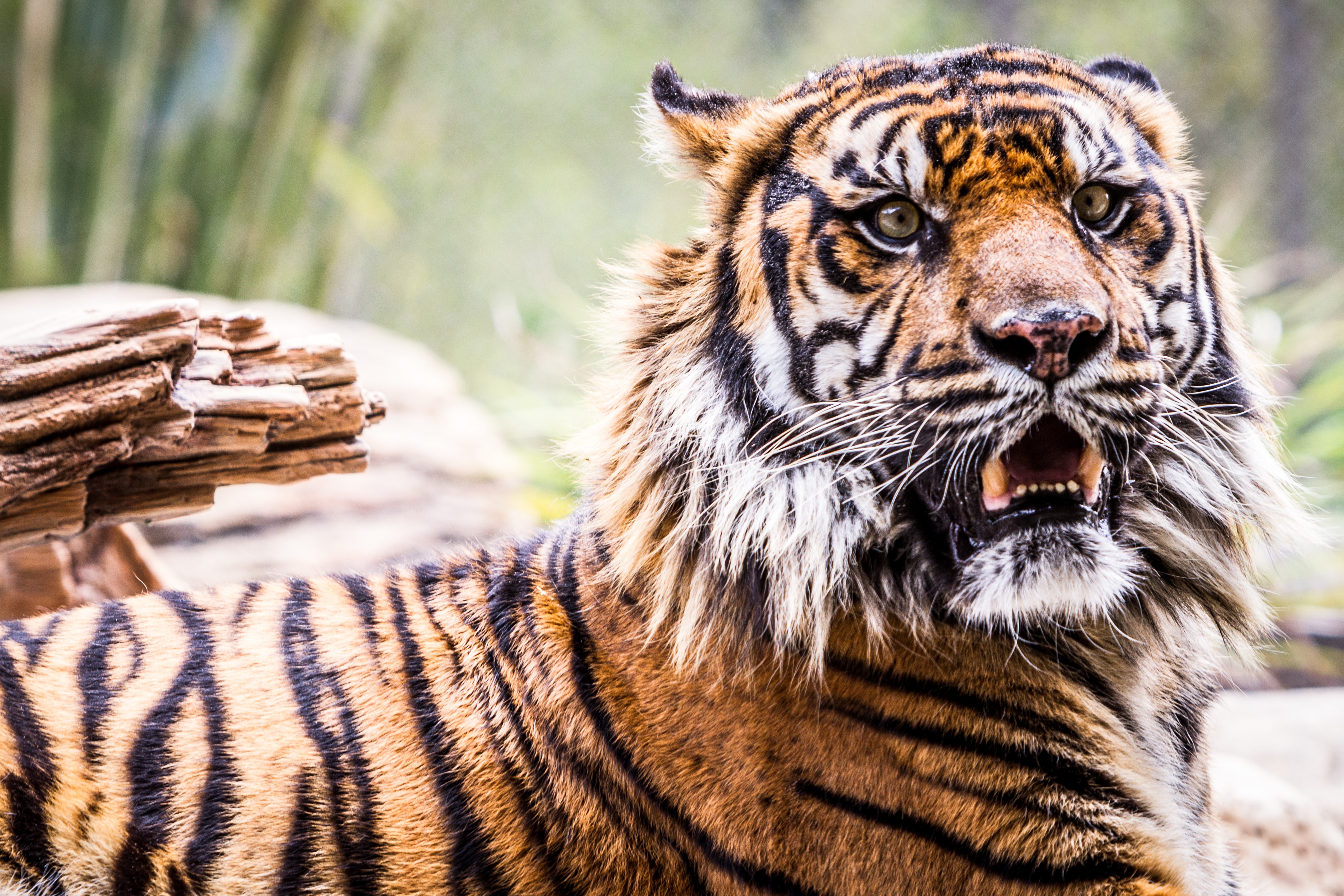 Tiger with mouth open HD Wallpaper