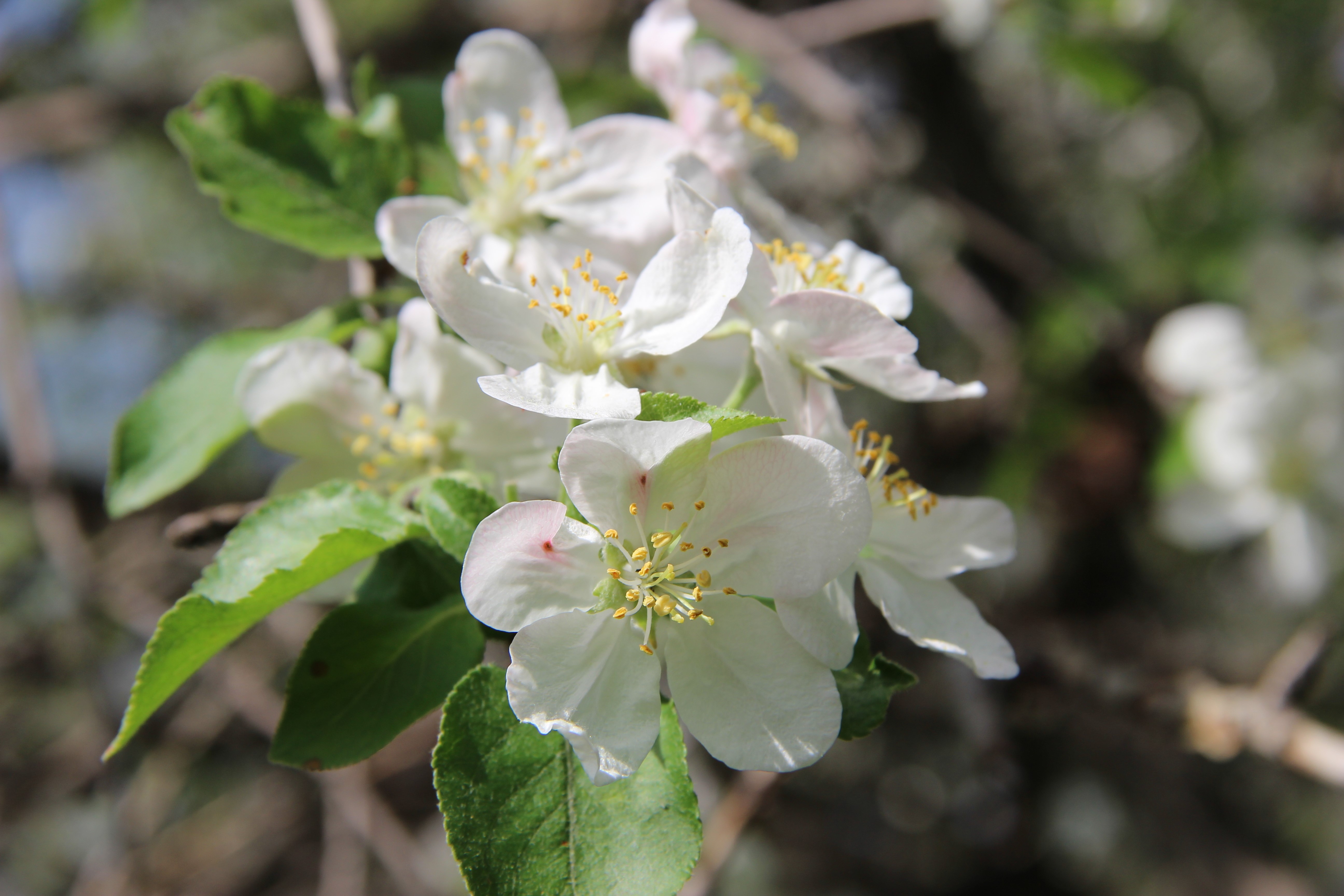 White Malus Flowers in Spring HD Wallpaper