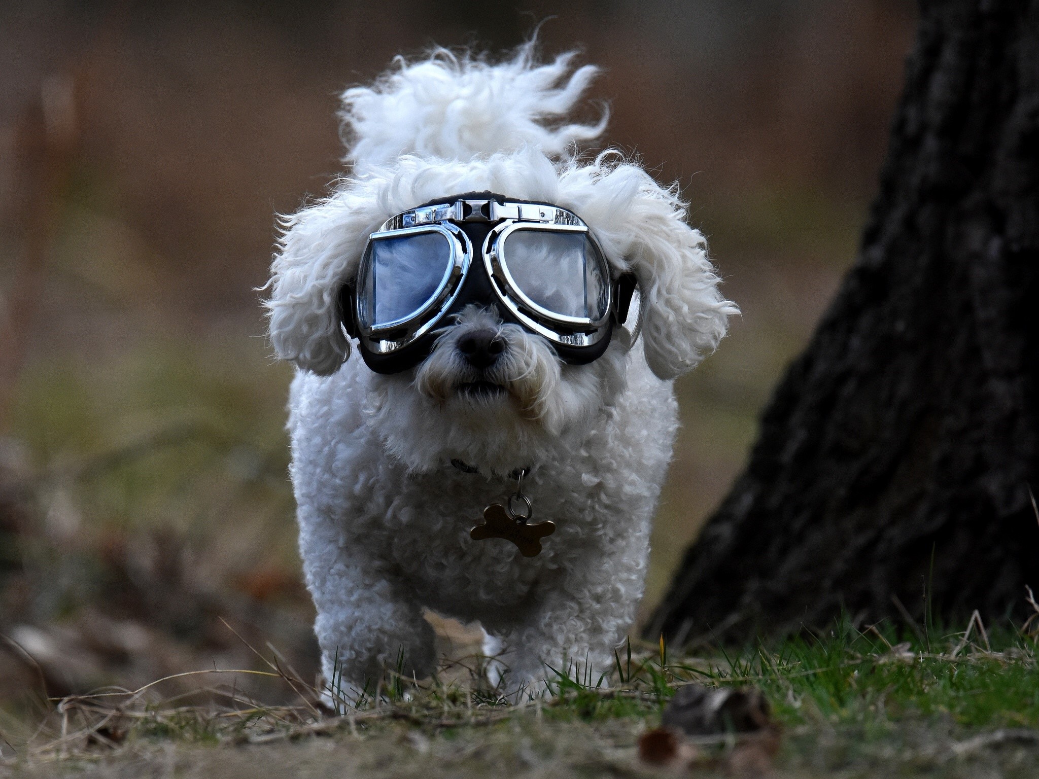 White Bichon dog wearing aviator goggles HD Wallpaper
