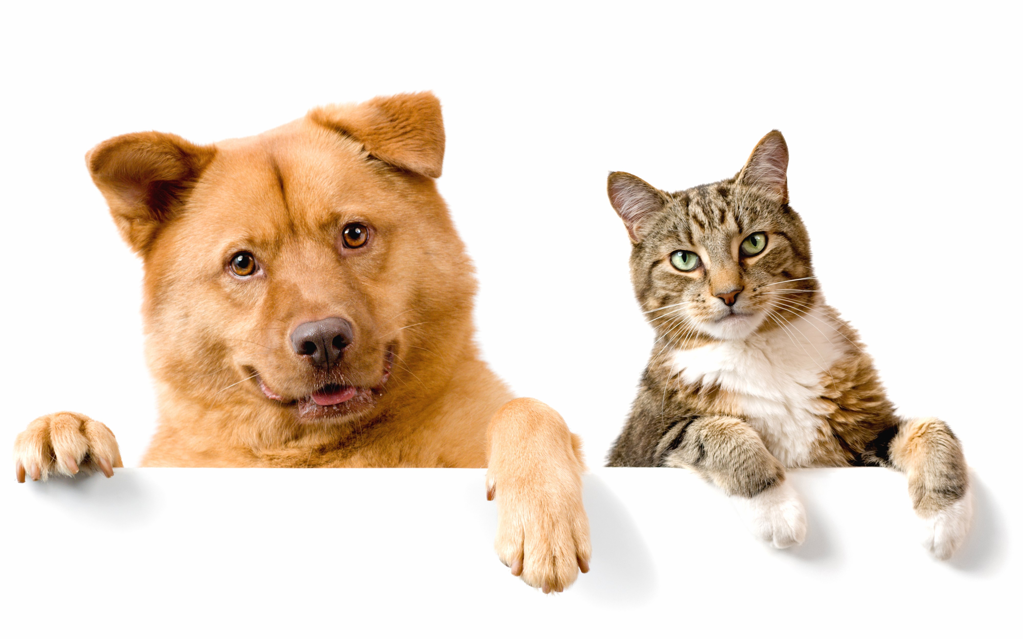 Dog and Cat Peeking Over a White Surface HD Wallpaper