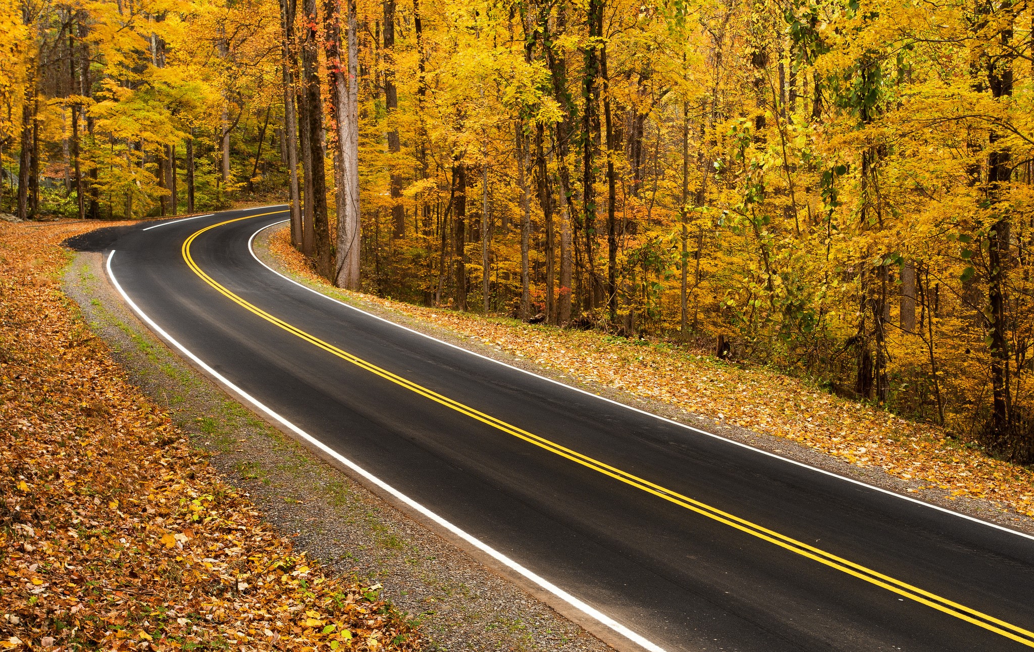 Winding road through autumn forest HD Wallpaper