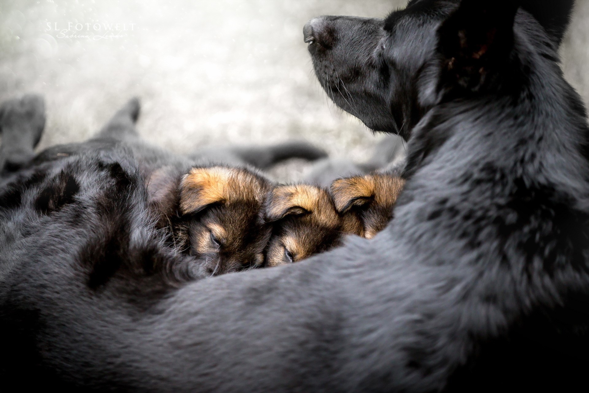 Black Shepherd Dog with Puppies HD Wallpaper