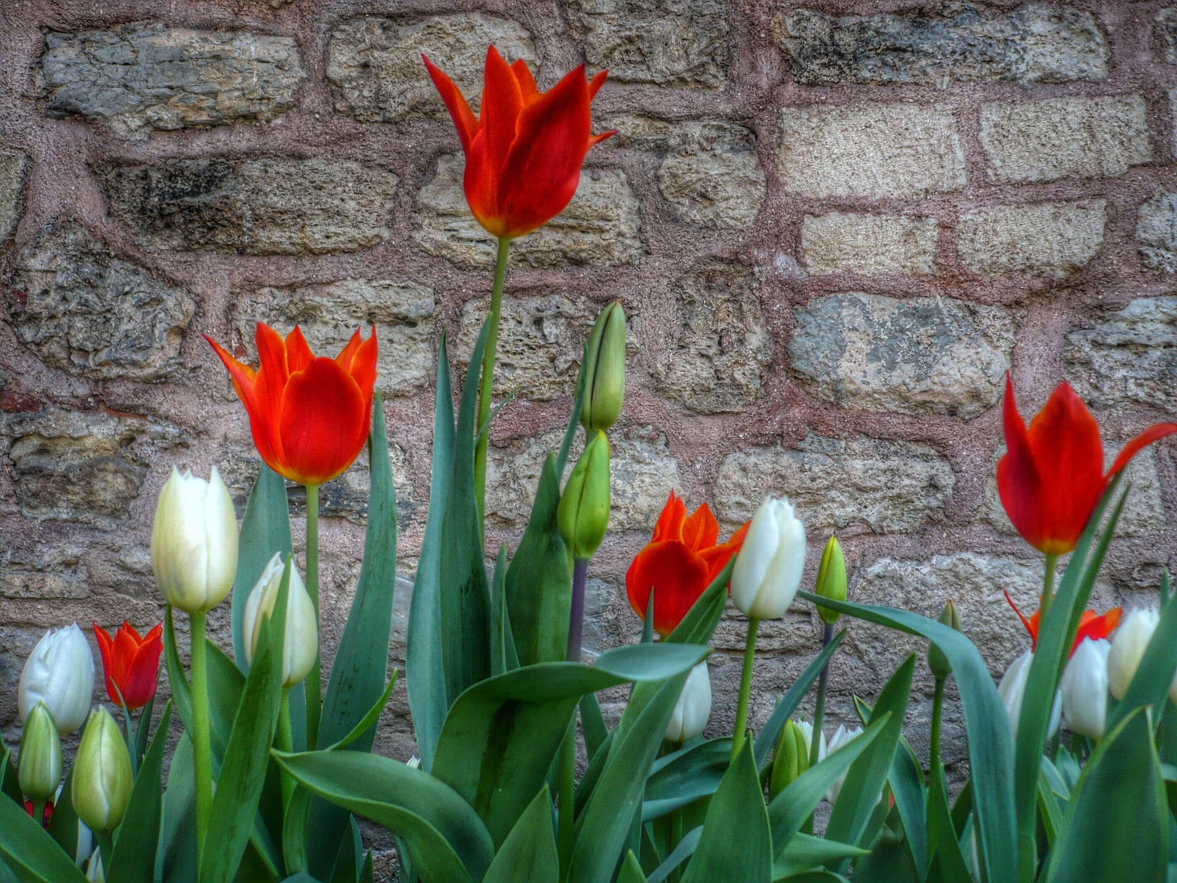 Red and white tulips in front of a stone wall HD Wallpaper