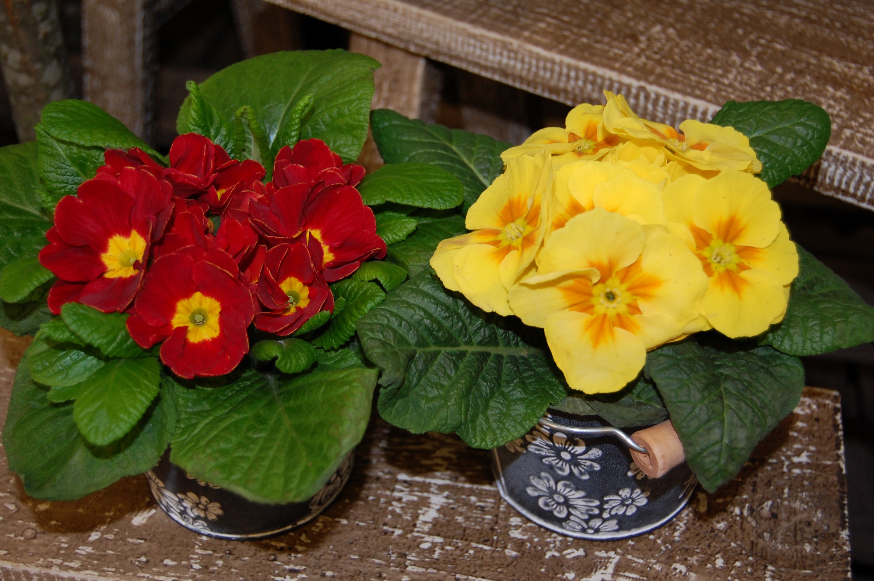 Two potted primroses, red and yellow HD Wallpaper