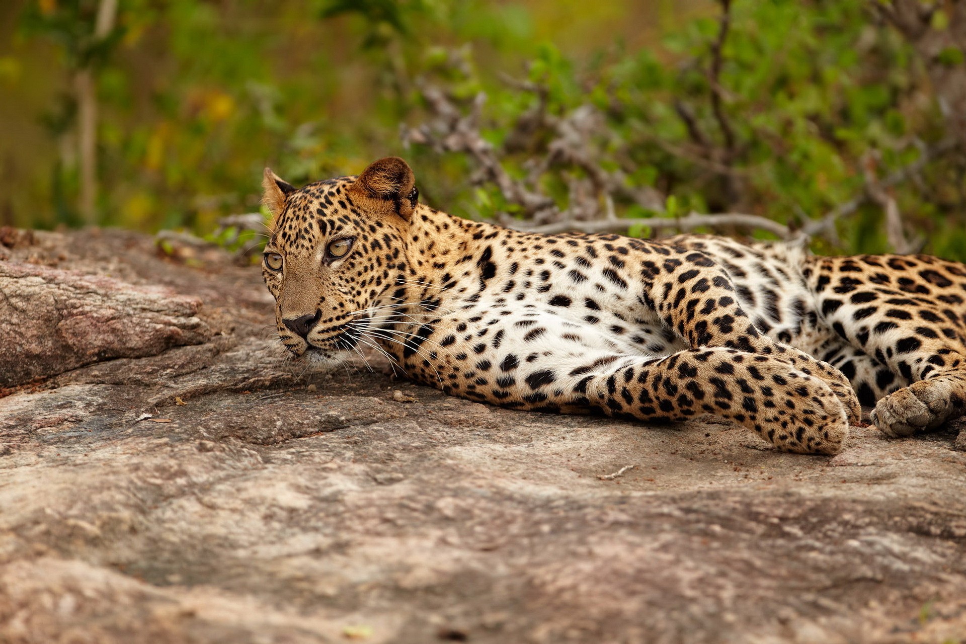 Leopard resting on a rock HD Wallpaper