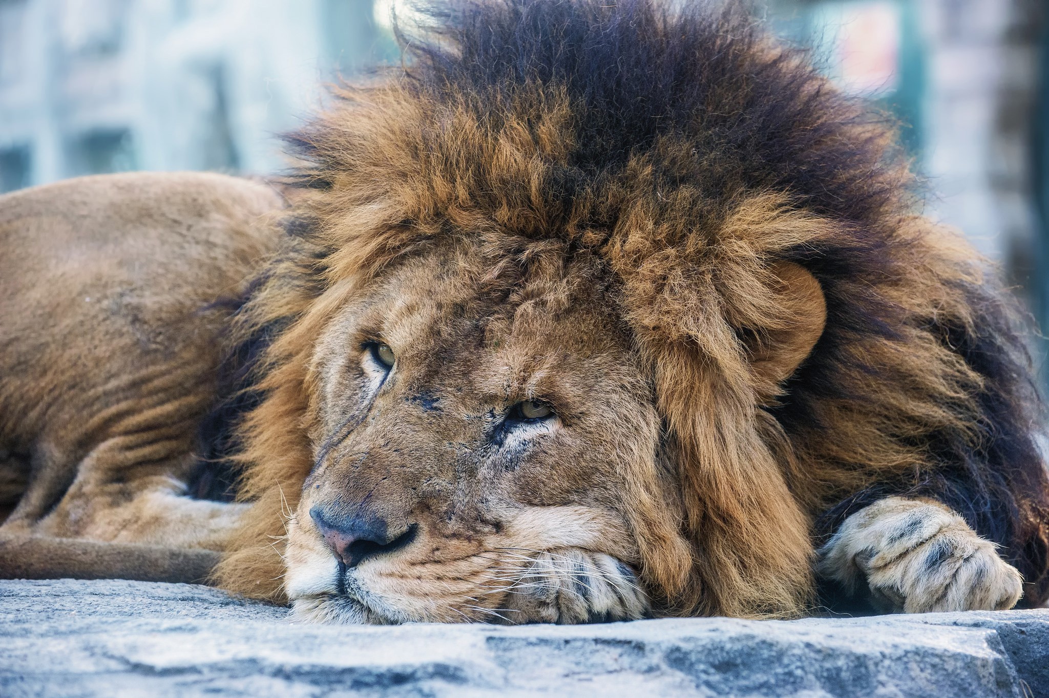 Lion resting on rocks HD Wallpaper