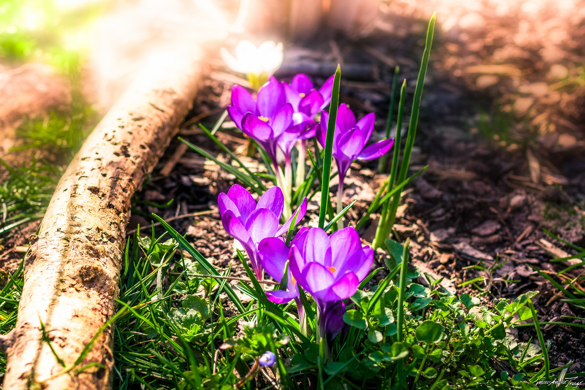 Purple crocuses blooming near a log HD Wallpaper