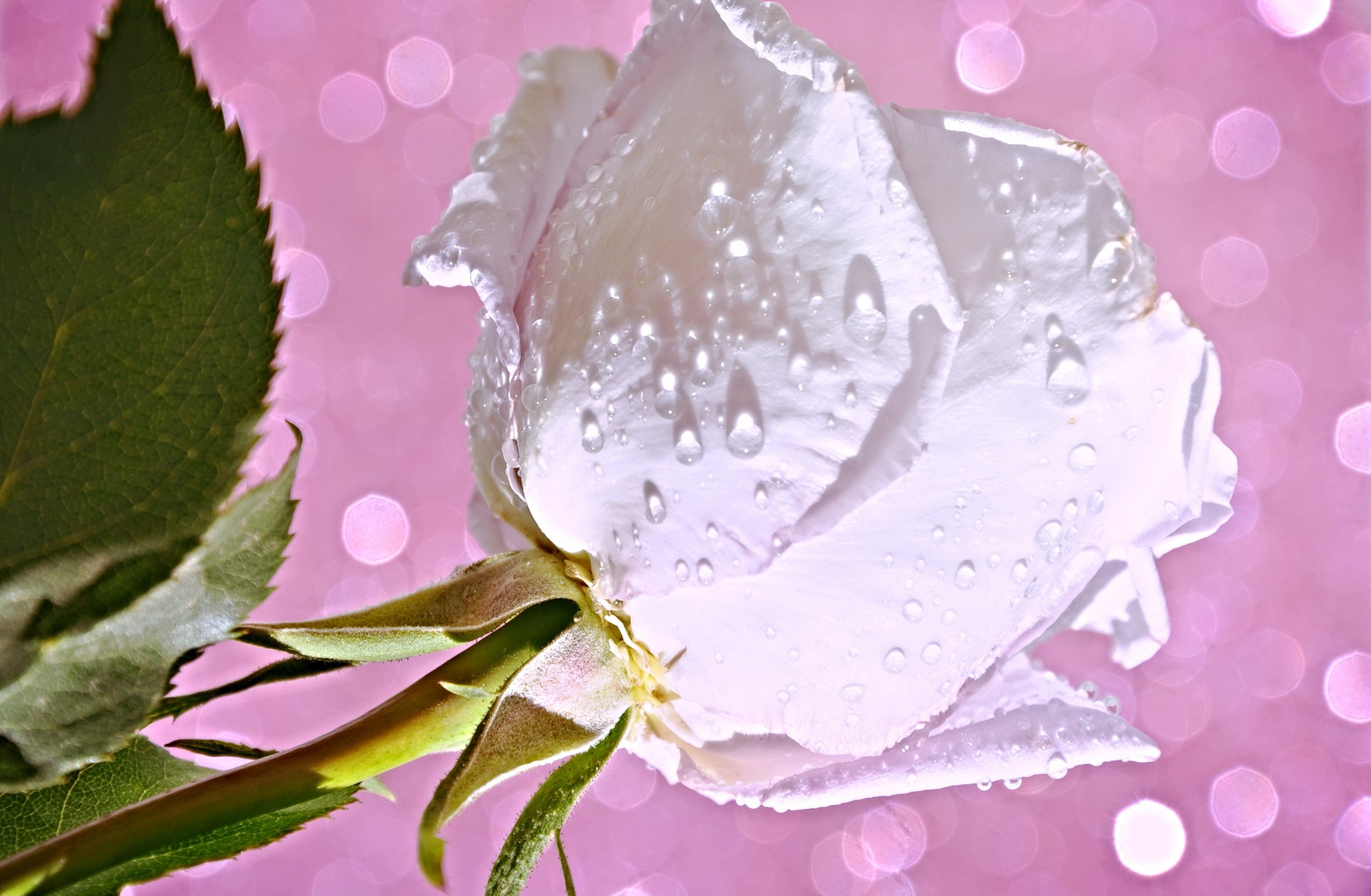 White rose with water drops on pink bokeh background HD Wallpaper