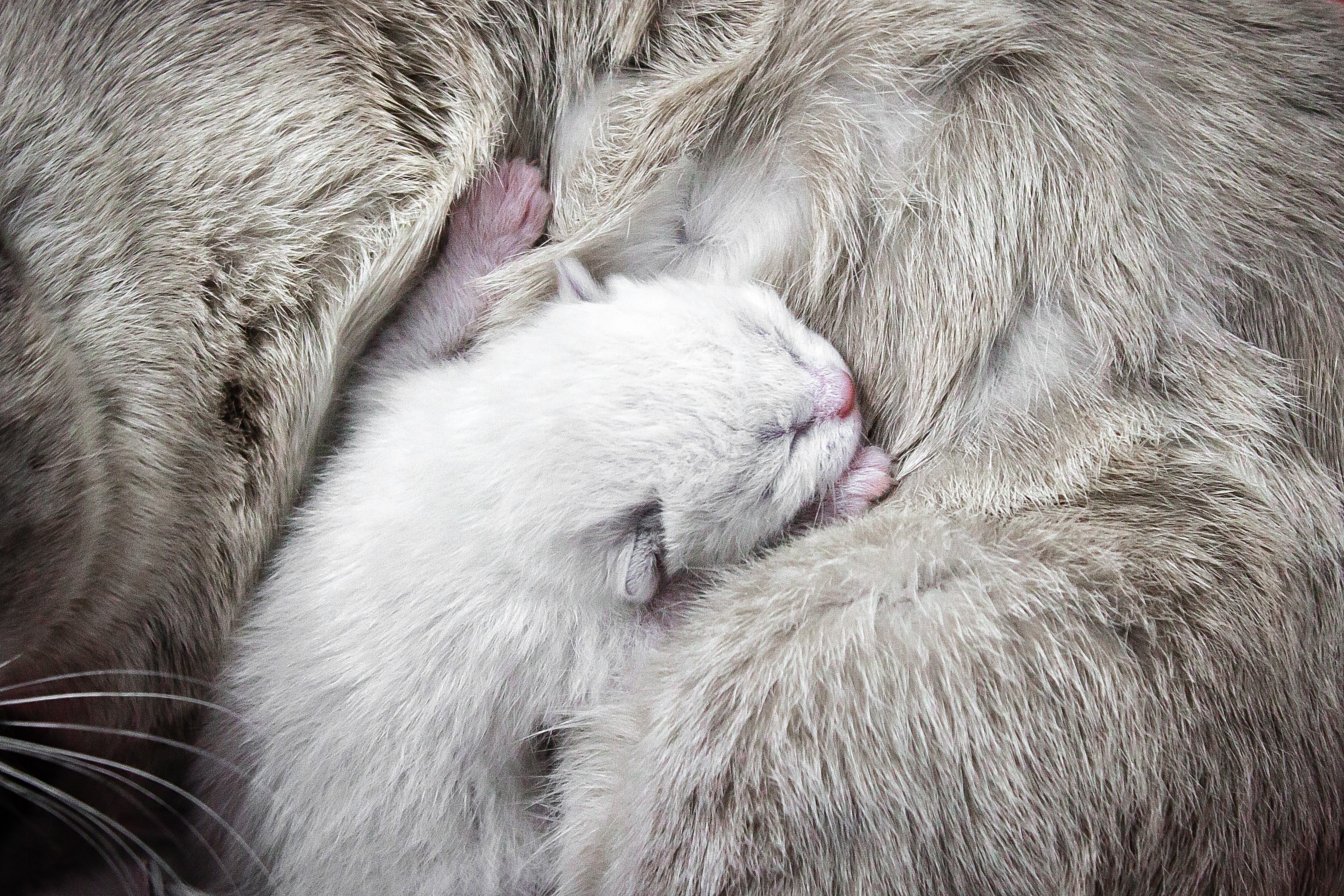 Newborn kitten sleeping on its mother cat HD Wallpaper