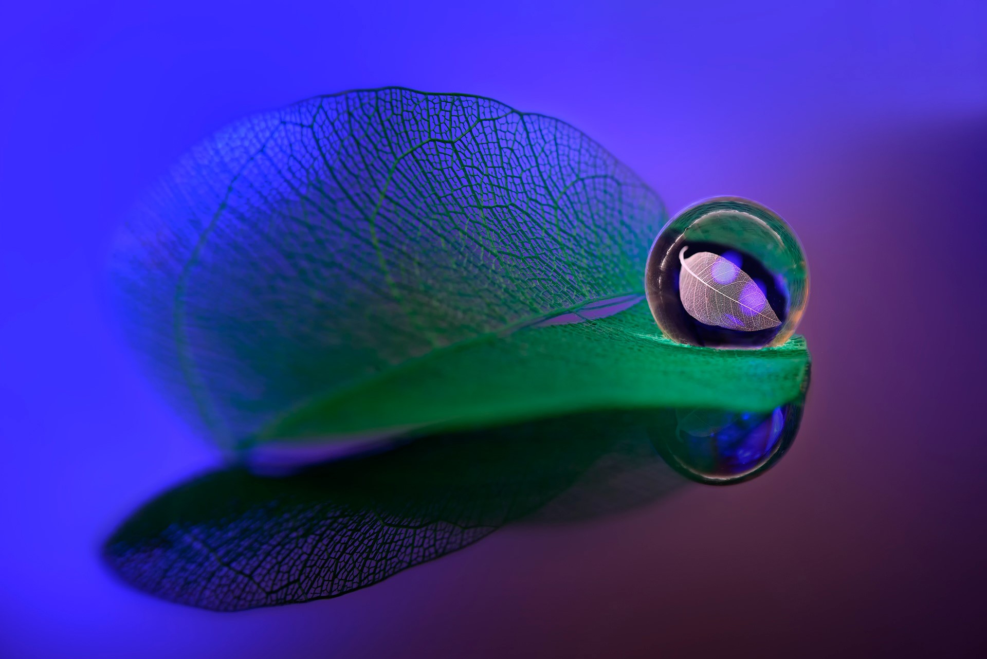 Water drop on a leaf with a leaf skeleton inside HD Wallpaper
