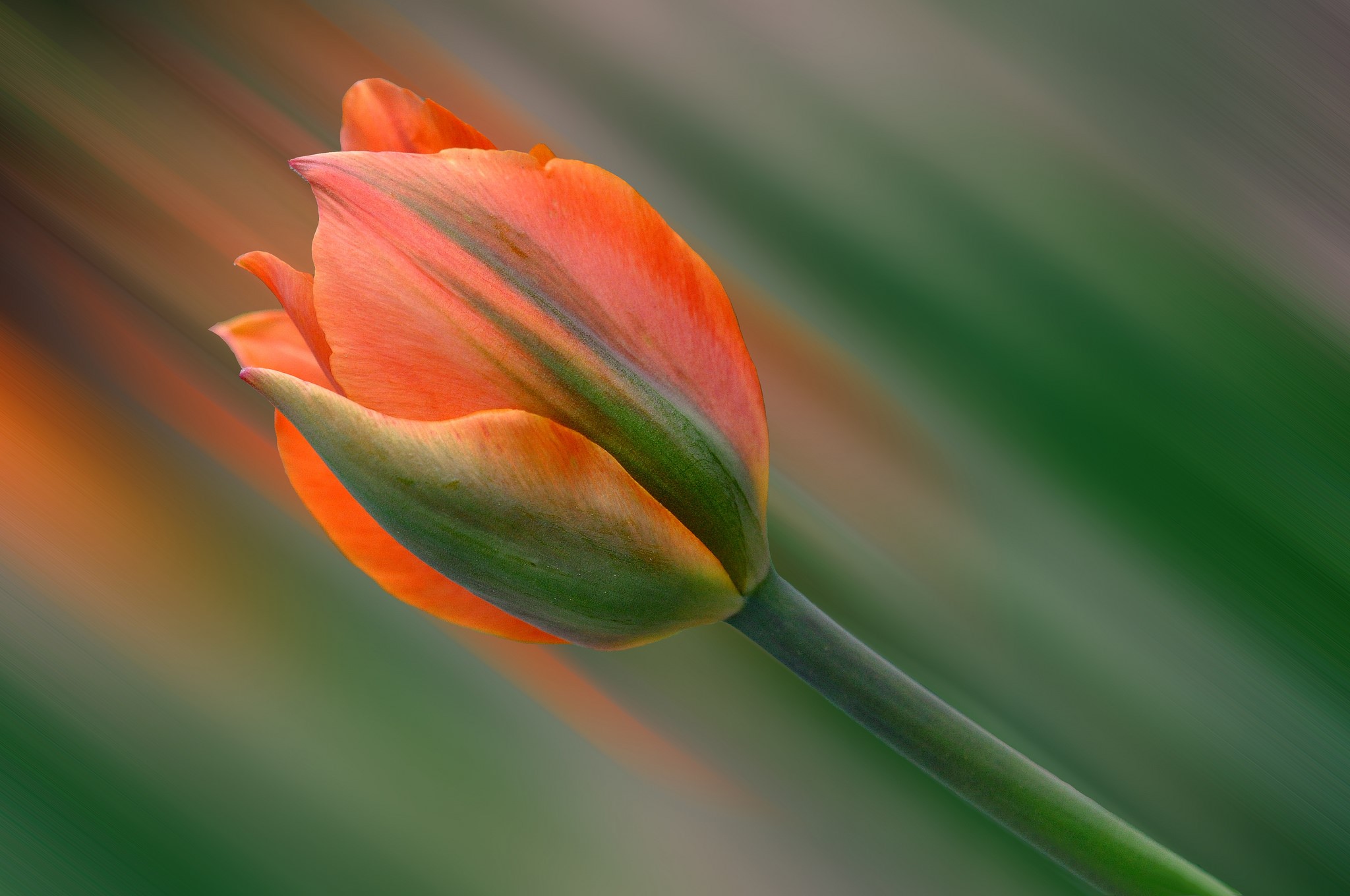 Orange tulip with green stem and blurred background HD Wallpaper