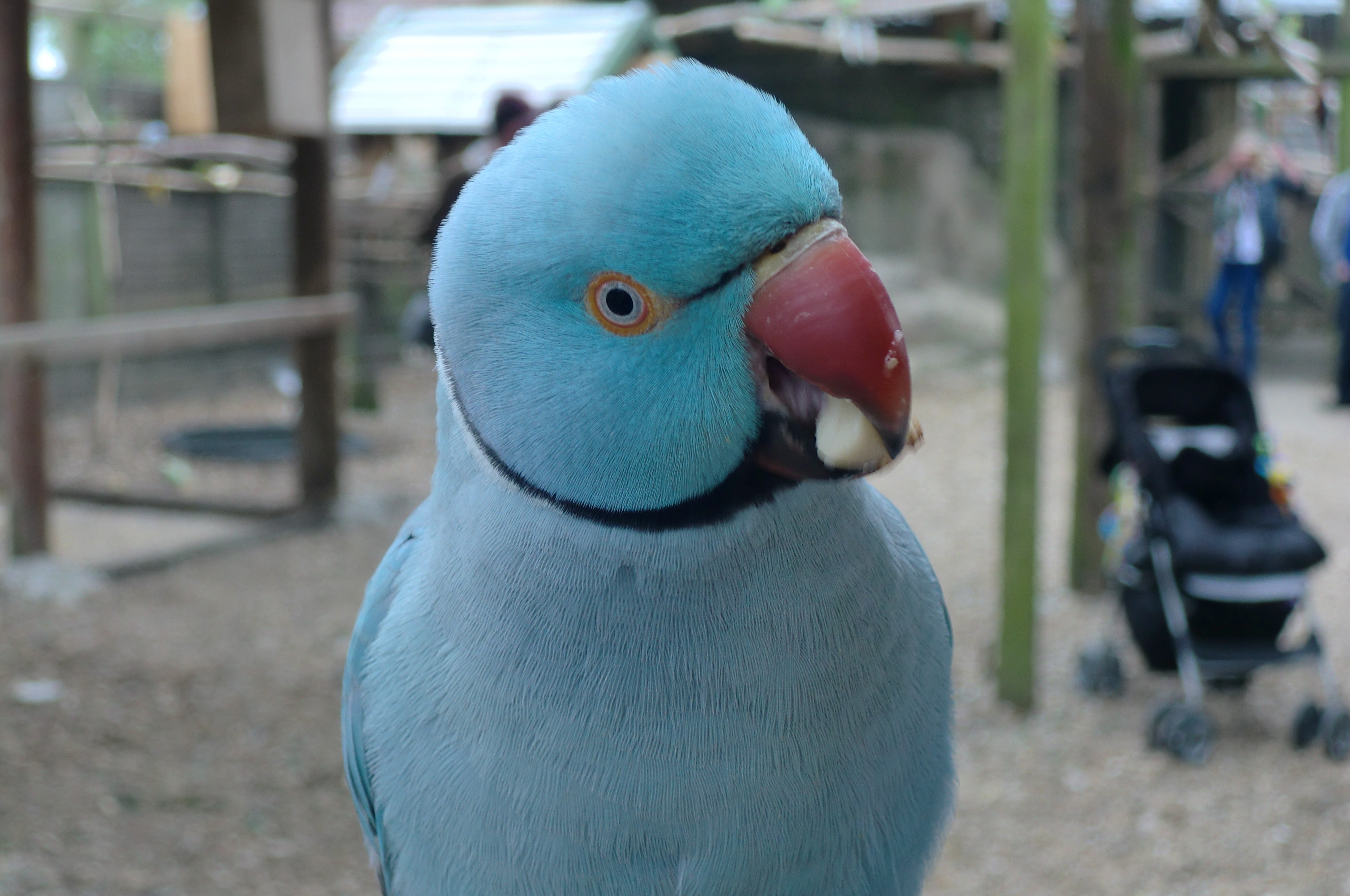 Blue Indian Ringneck Parrot HD Wallpaper