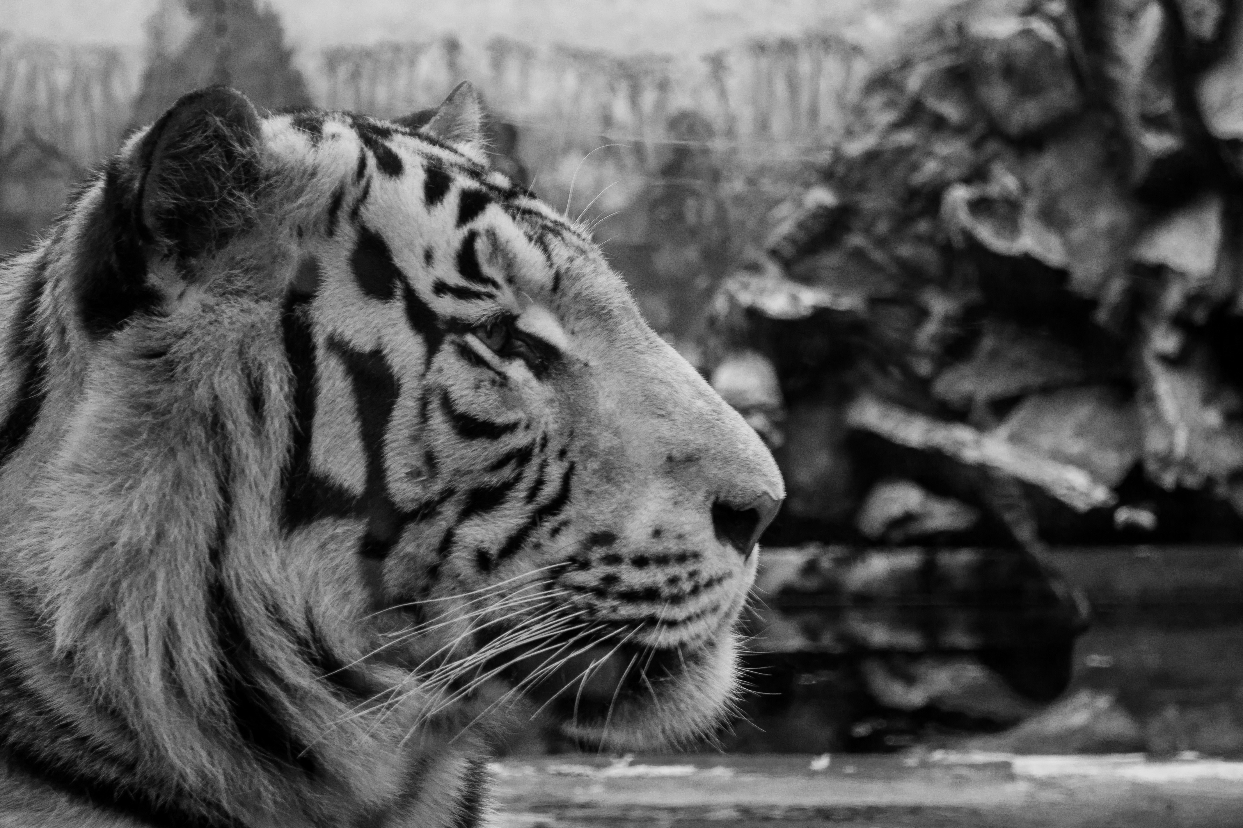4K Tiger Head HD Wallpaper