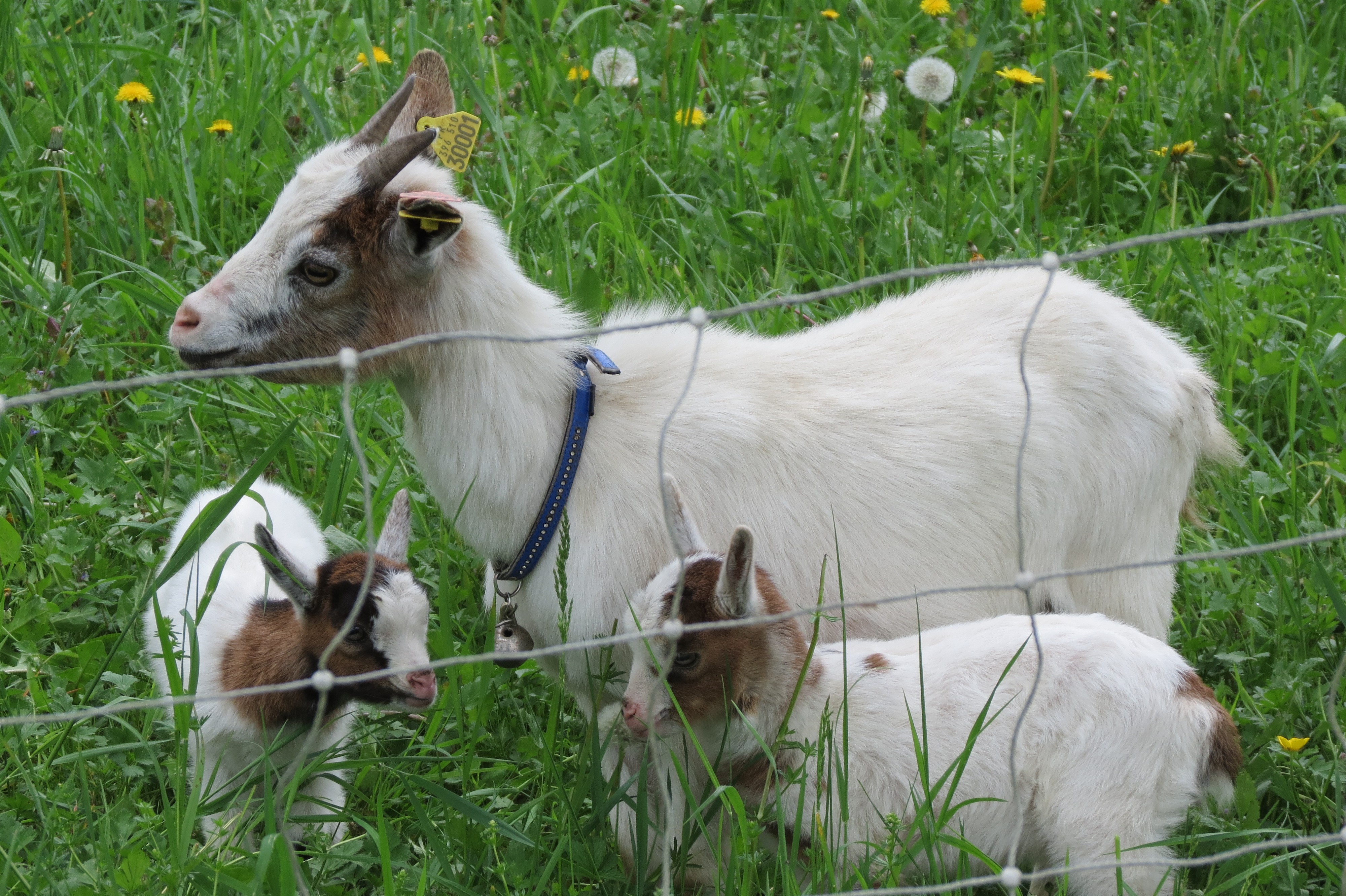 Goat family in a grassy field HD Wallpaper