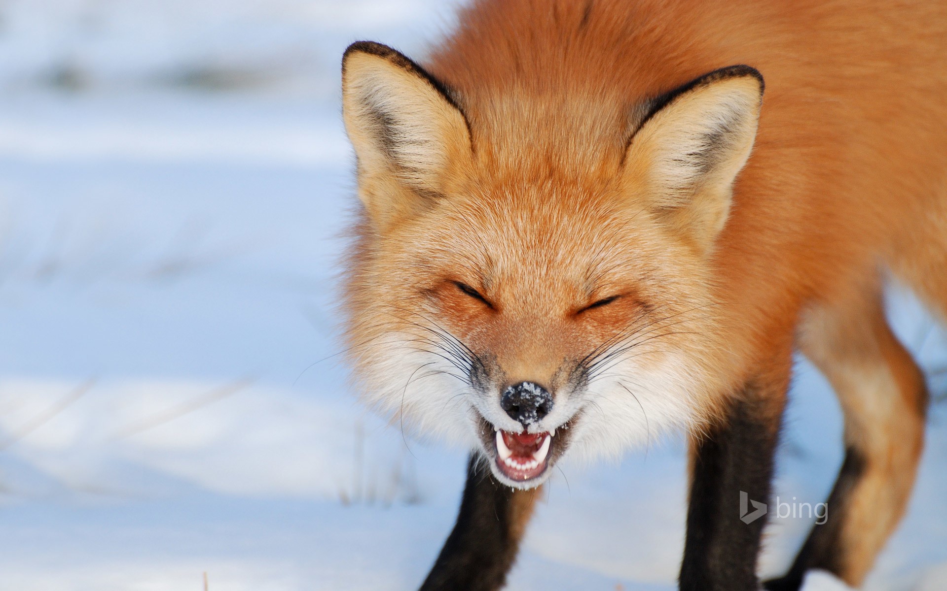Red fox with eyes closed in the snow HD Wallpaper