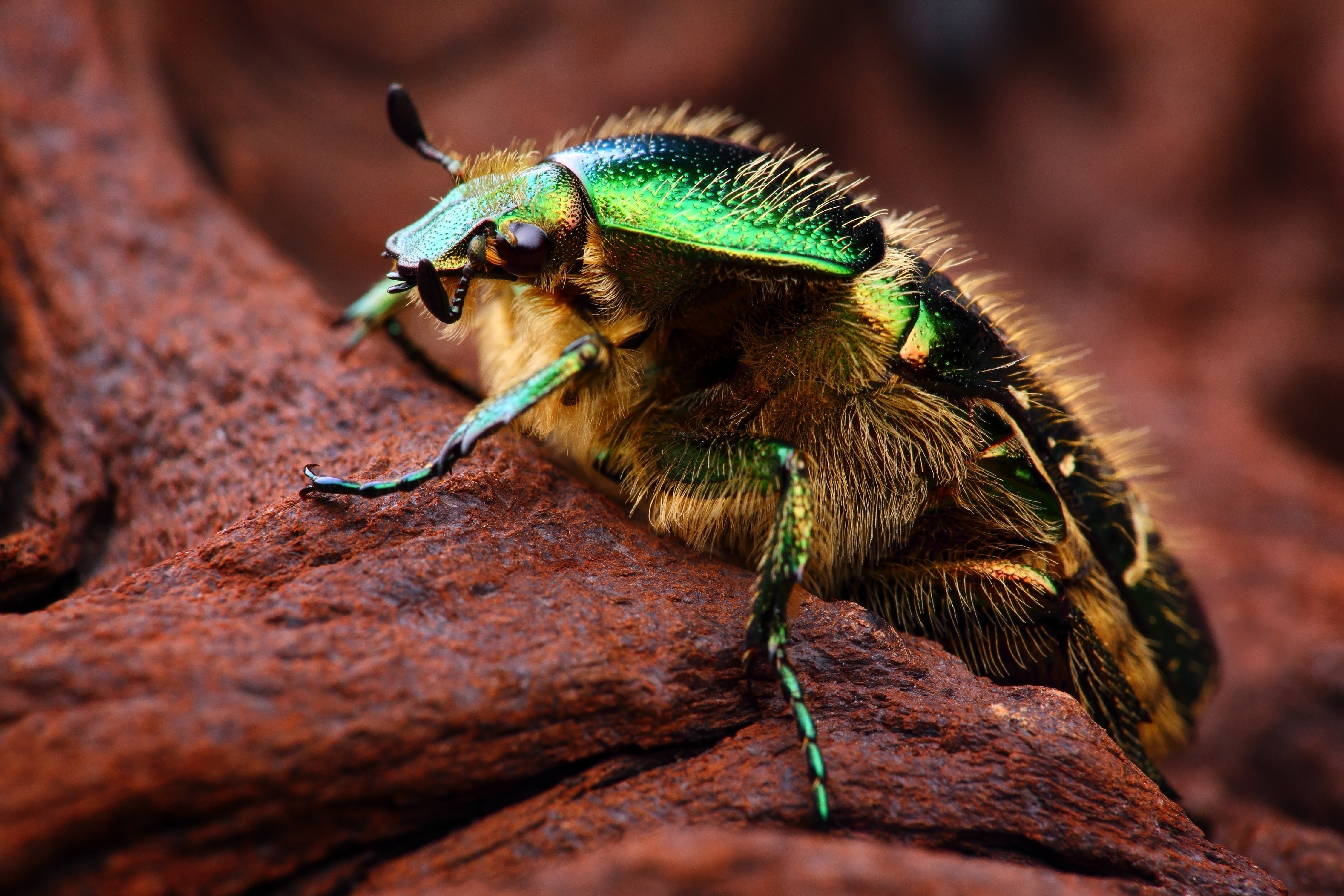 4K Closeup of a Green Beetle on Wood HD Wallpaper