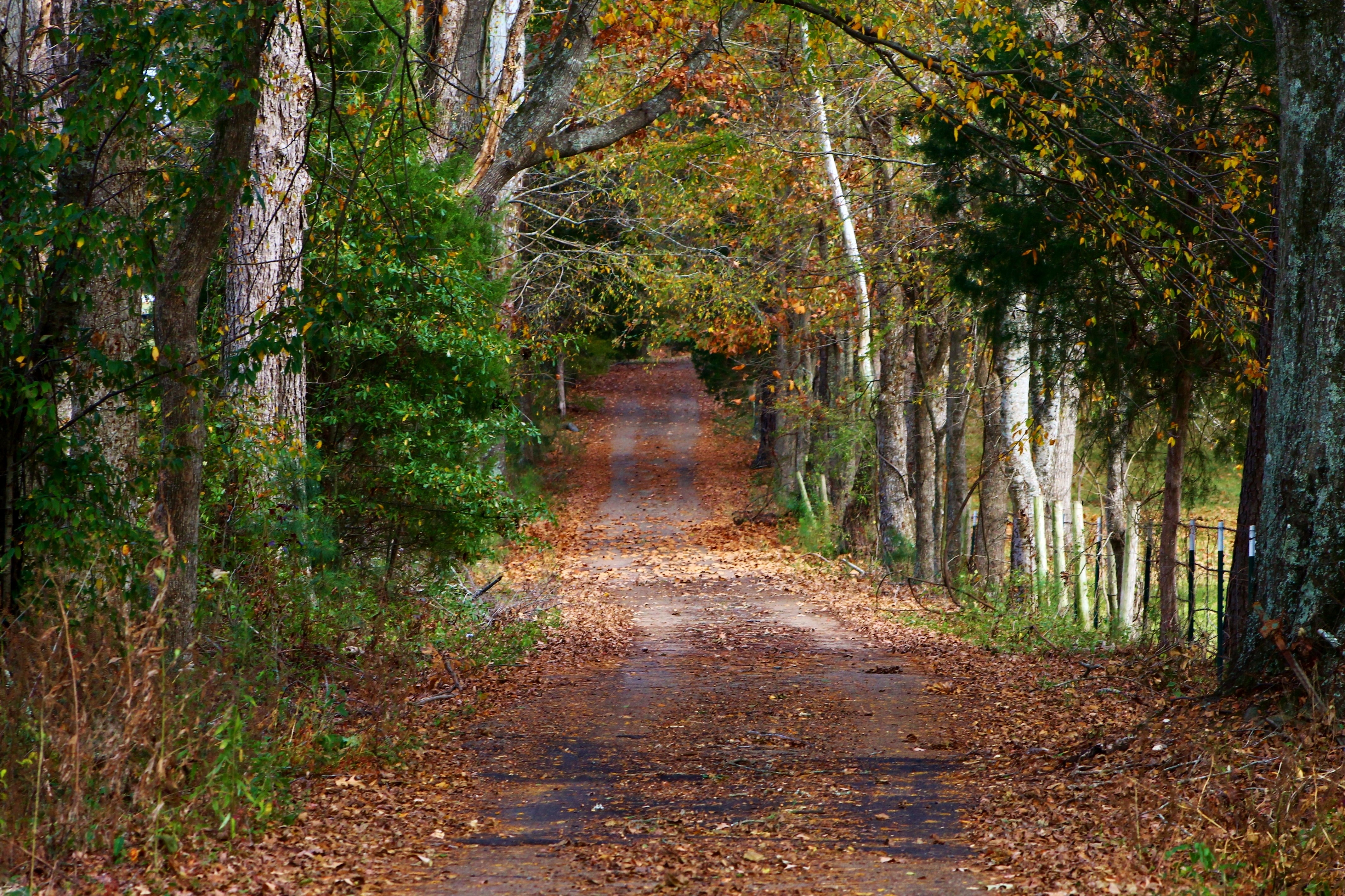 Road through an autumn forest with fallen leaves HD Wallpaper