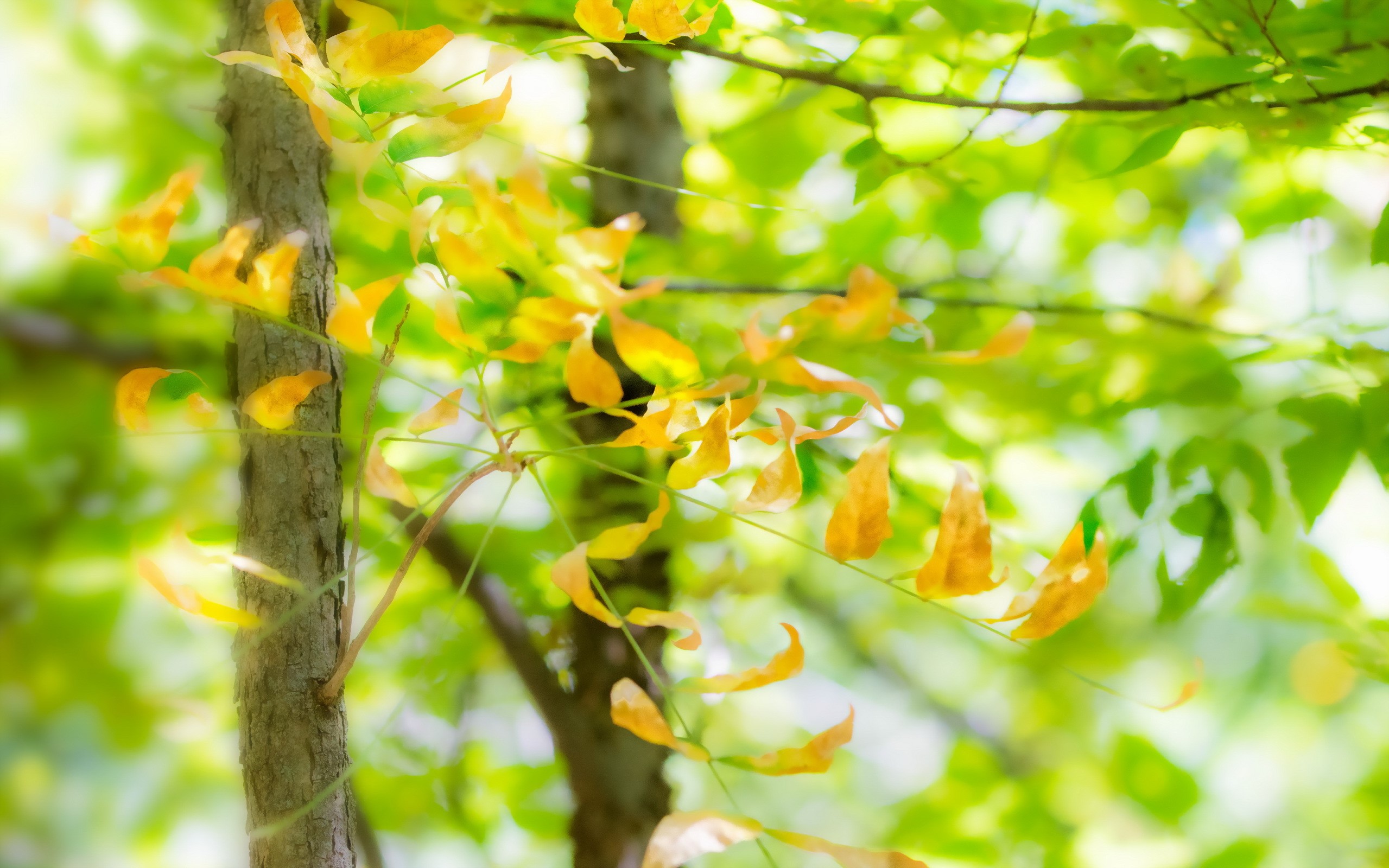 Autumn leaves on tree branches with green foliage HD Wallpaper