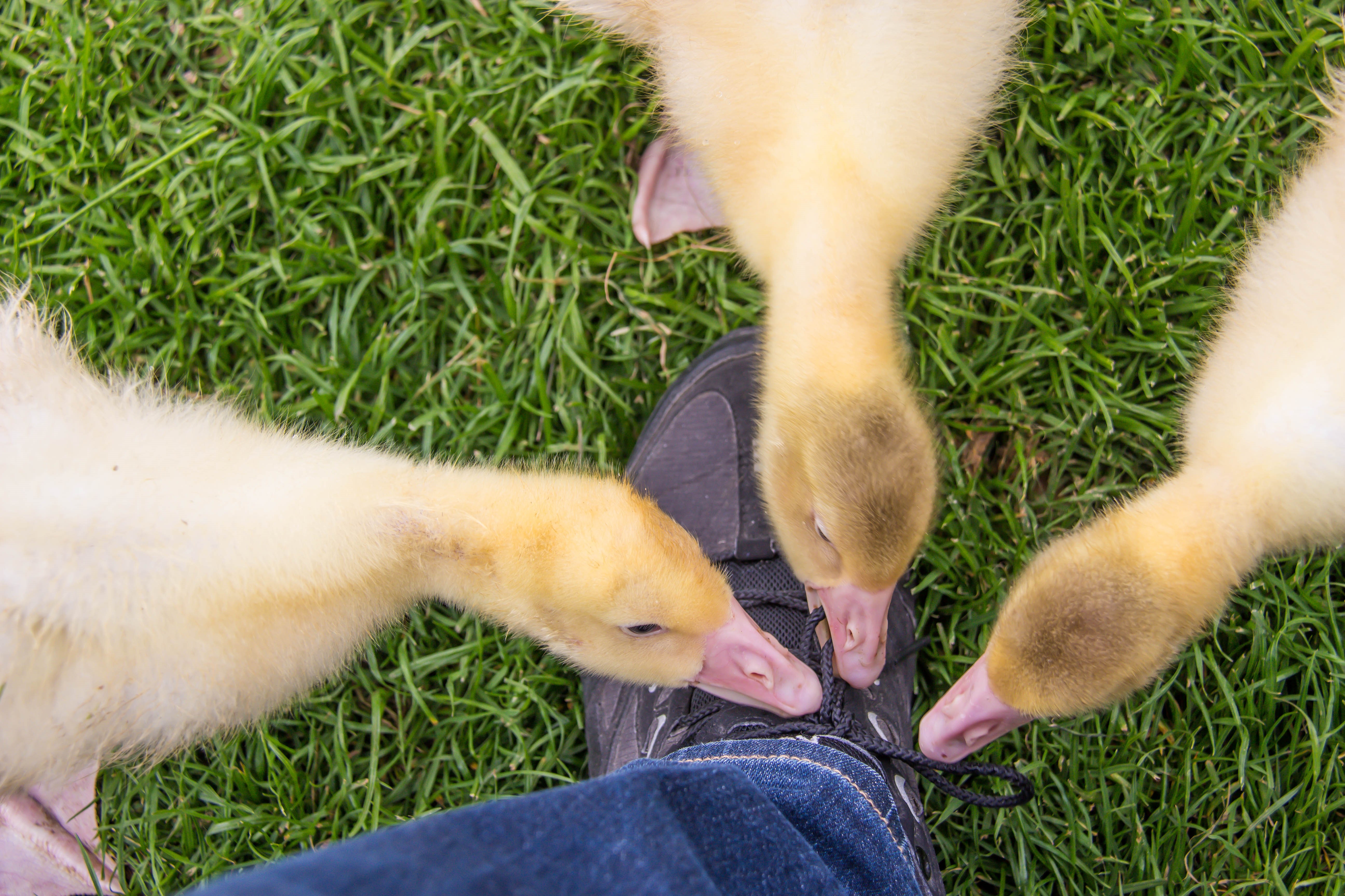 Three goslings eating shoelaces on grass HD Wallpaper