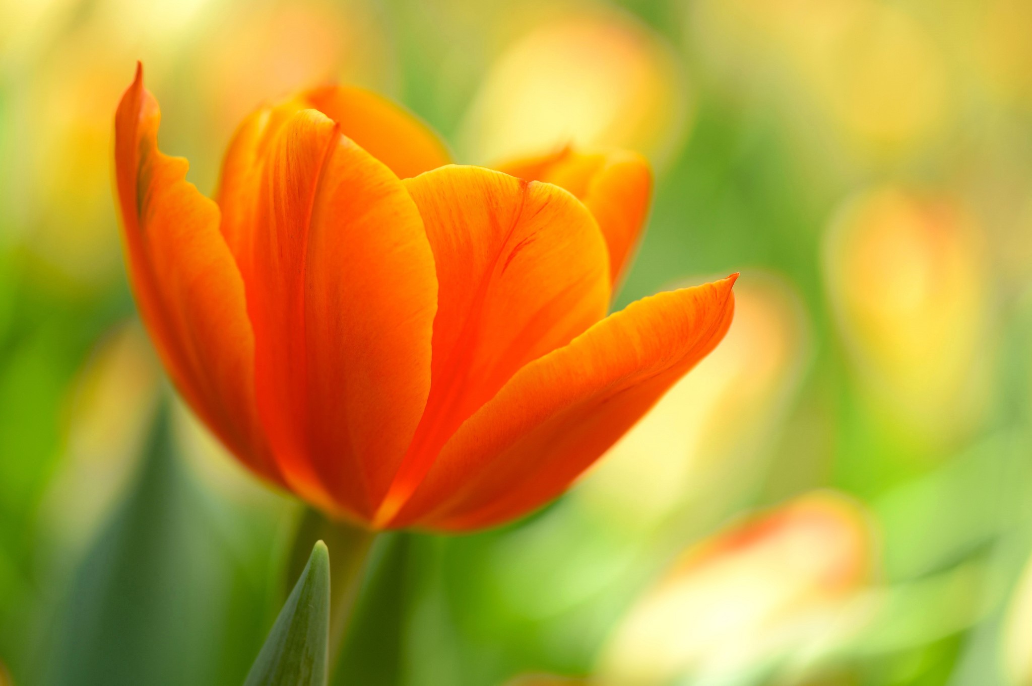 Close-up of an orange tulip flower HD Wallpaper
