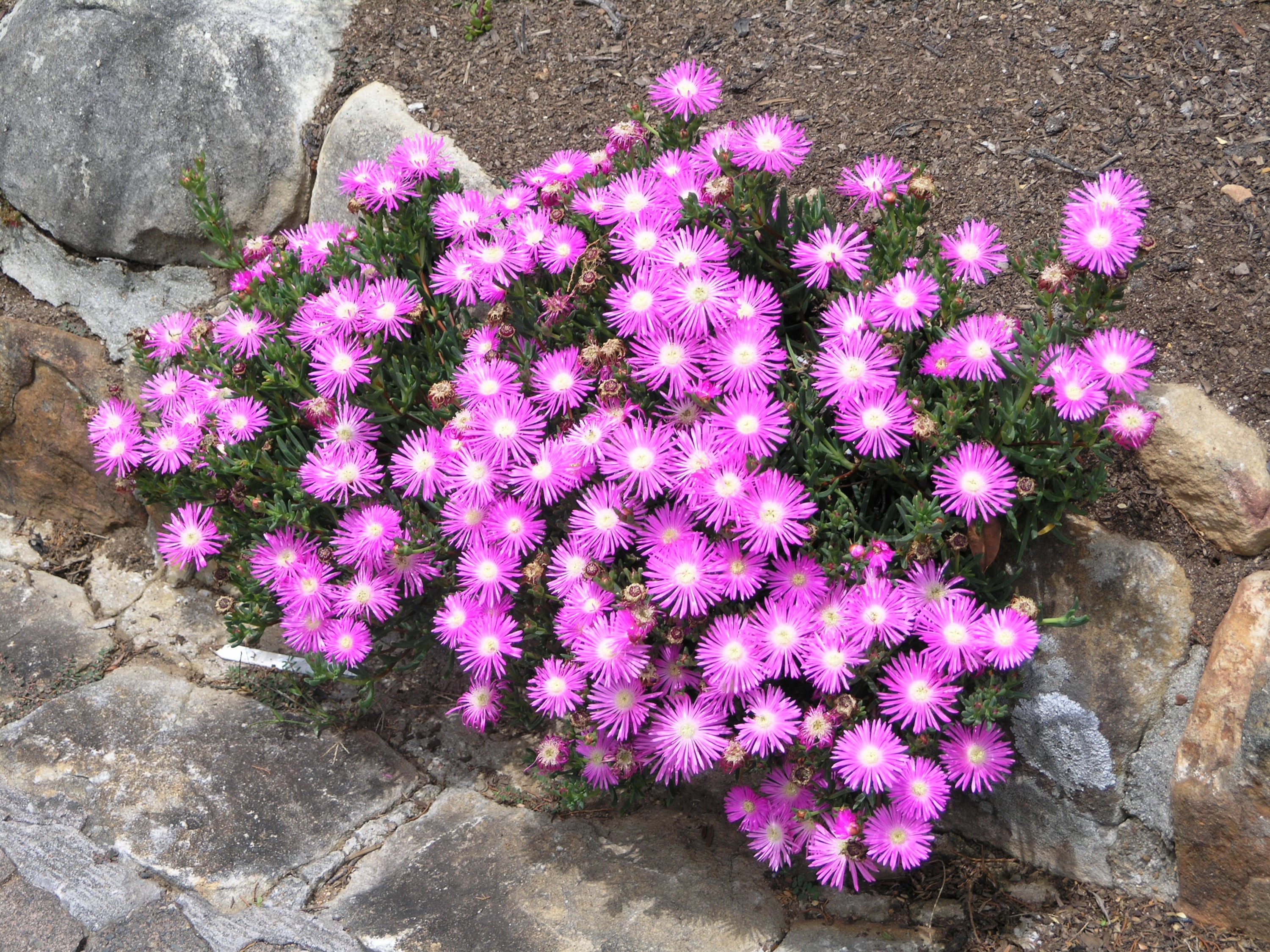 Pink Mesembryanthemum flowers with rocks HD Wallpaper