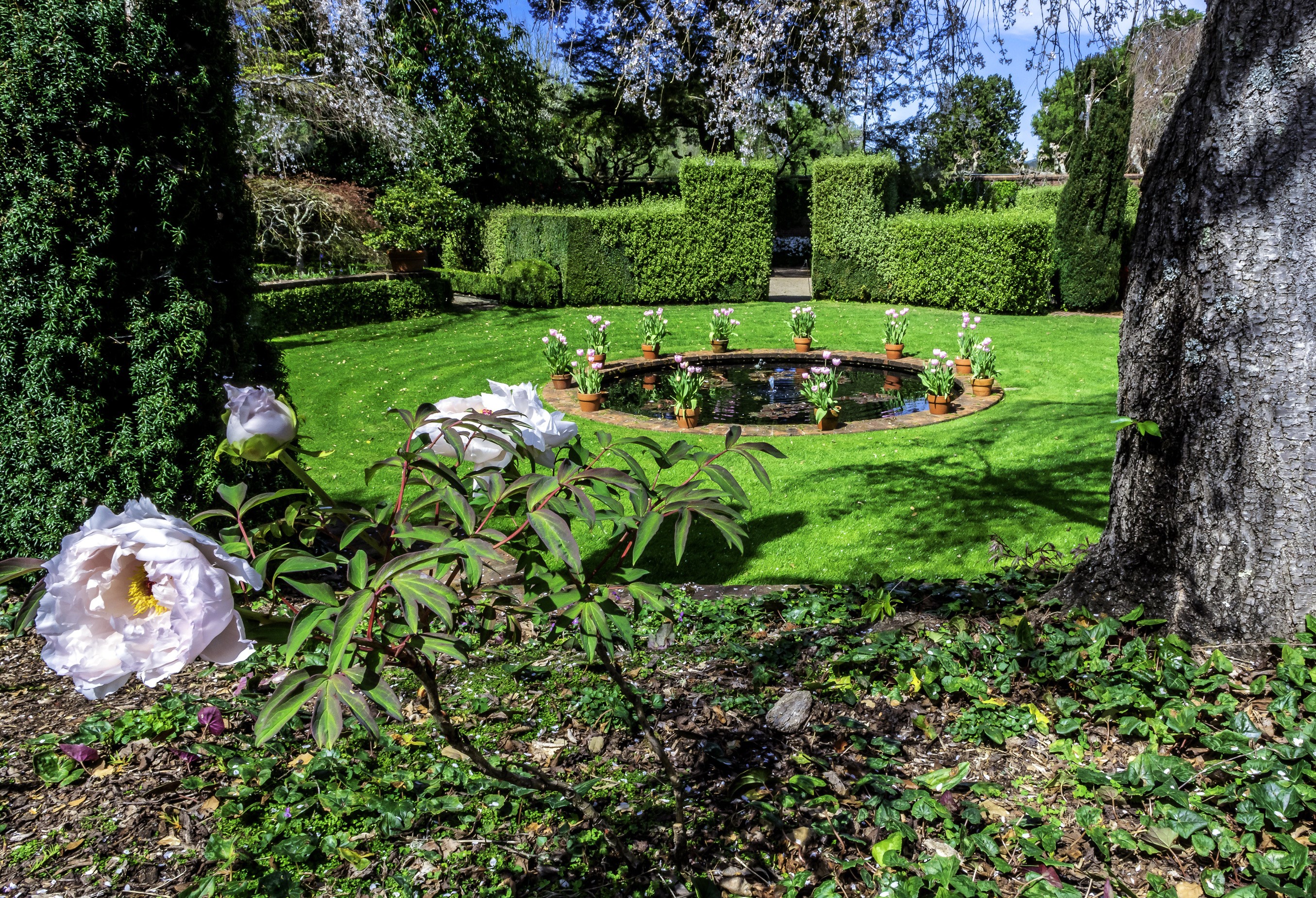 Filoli Gardens Fountain with Peonies and Topiary HD Wallpaper