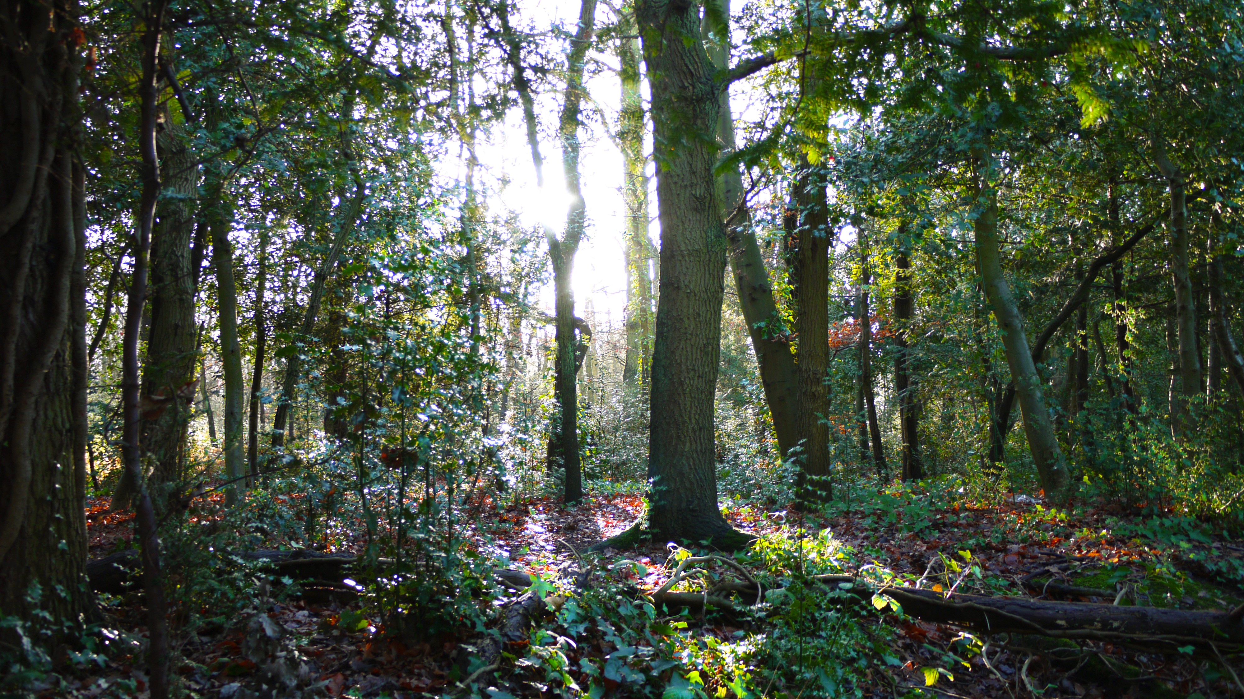 Forest with sun rays filtering through trees HD Wallpaper
