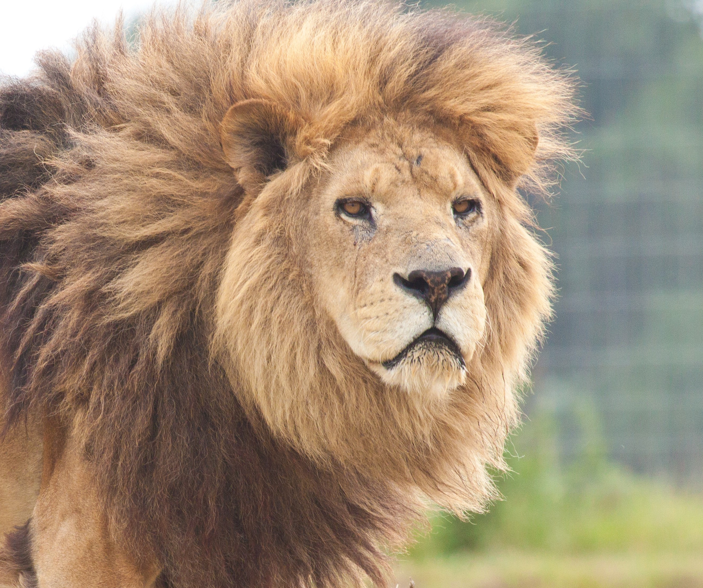 Close-up of a male lion with a full mane HD Wallpaper