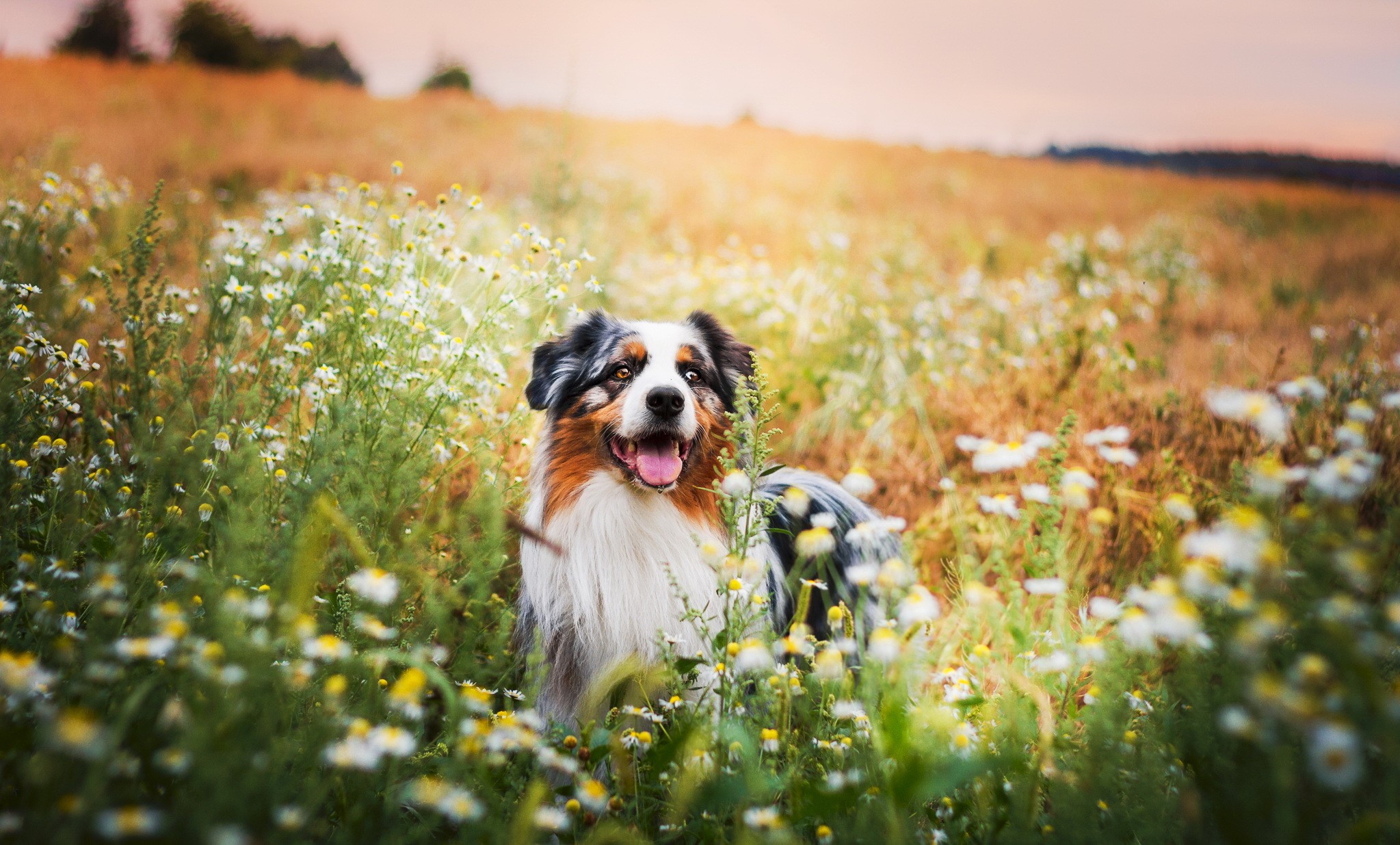 Australian Shepherd dog in a field of flowers HD Wallpaper