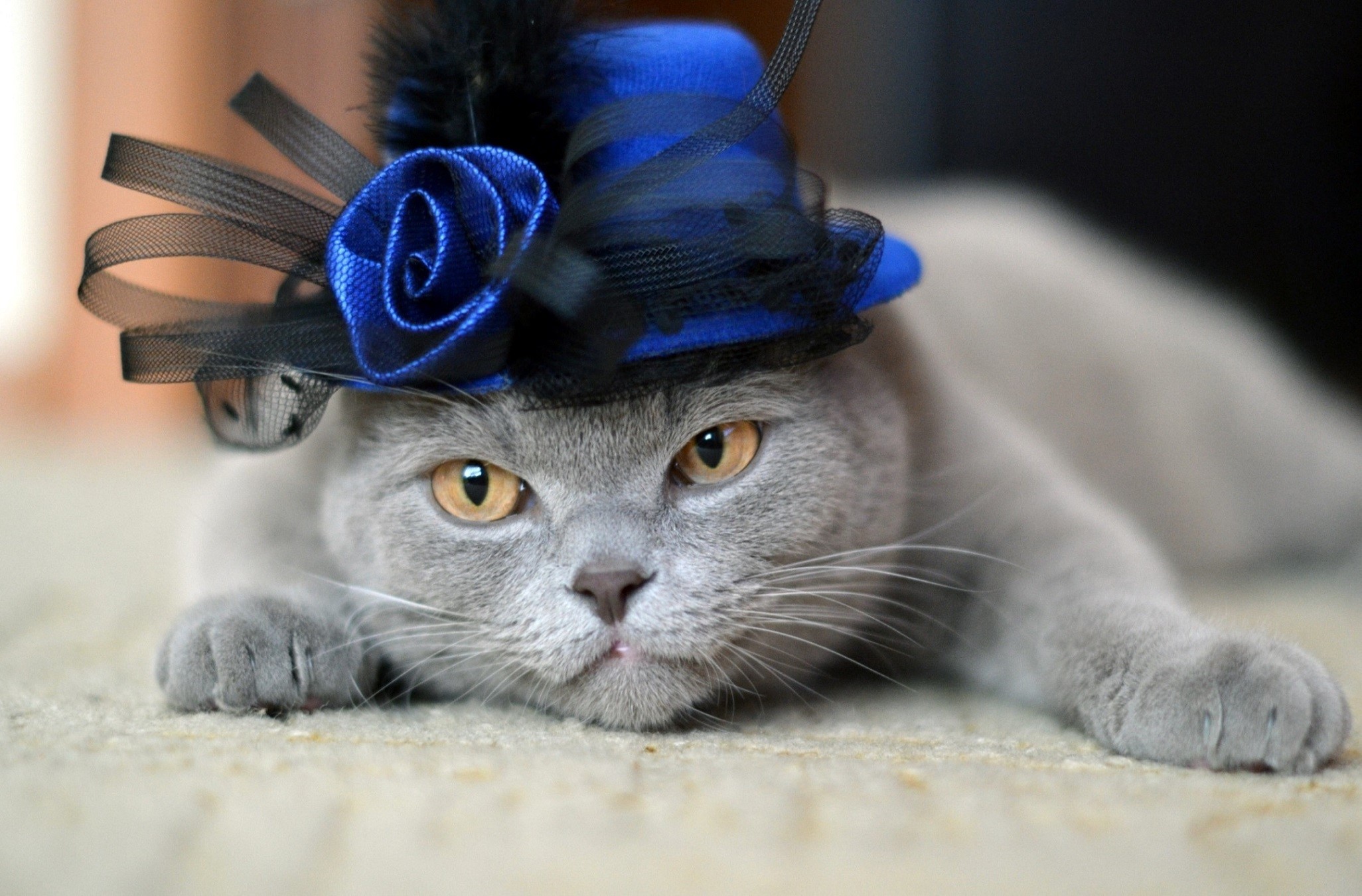 Grey cat wearing a blue and black hat HD Wallpaper