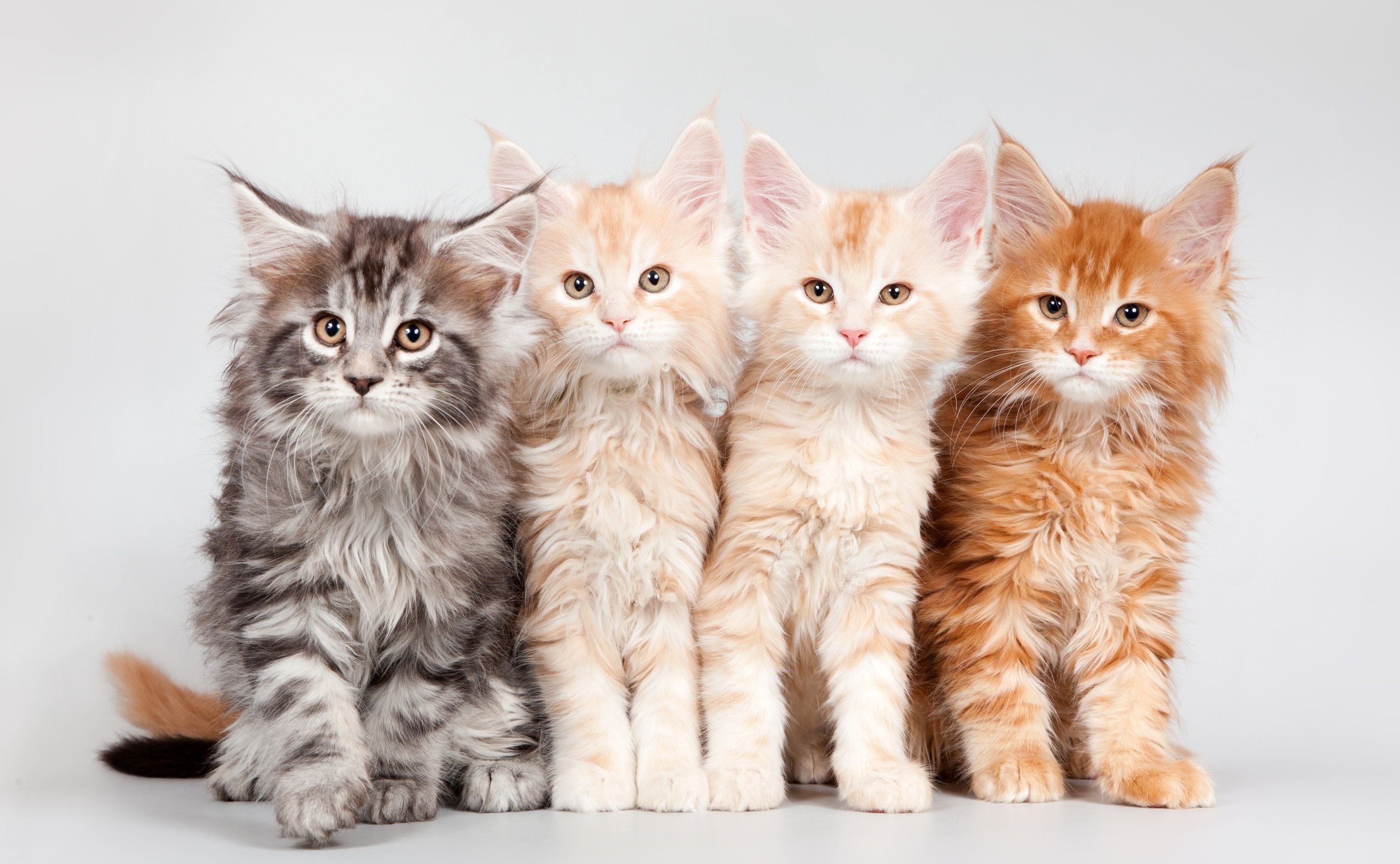 Rare Colors Maine Coon Rare Colors Maine Coon