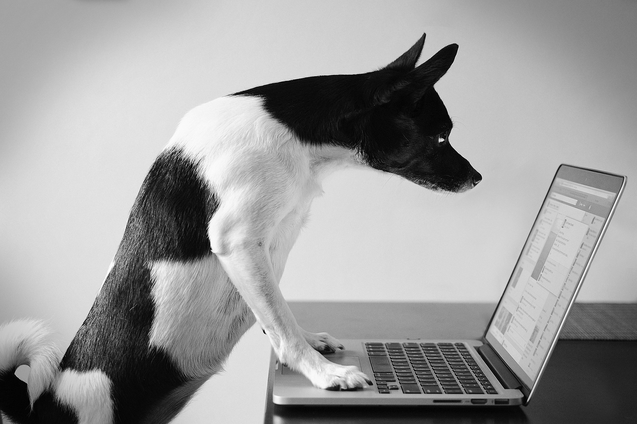 Black and white dog using a laptop HD Wallpaper